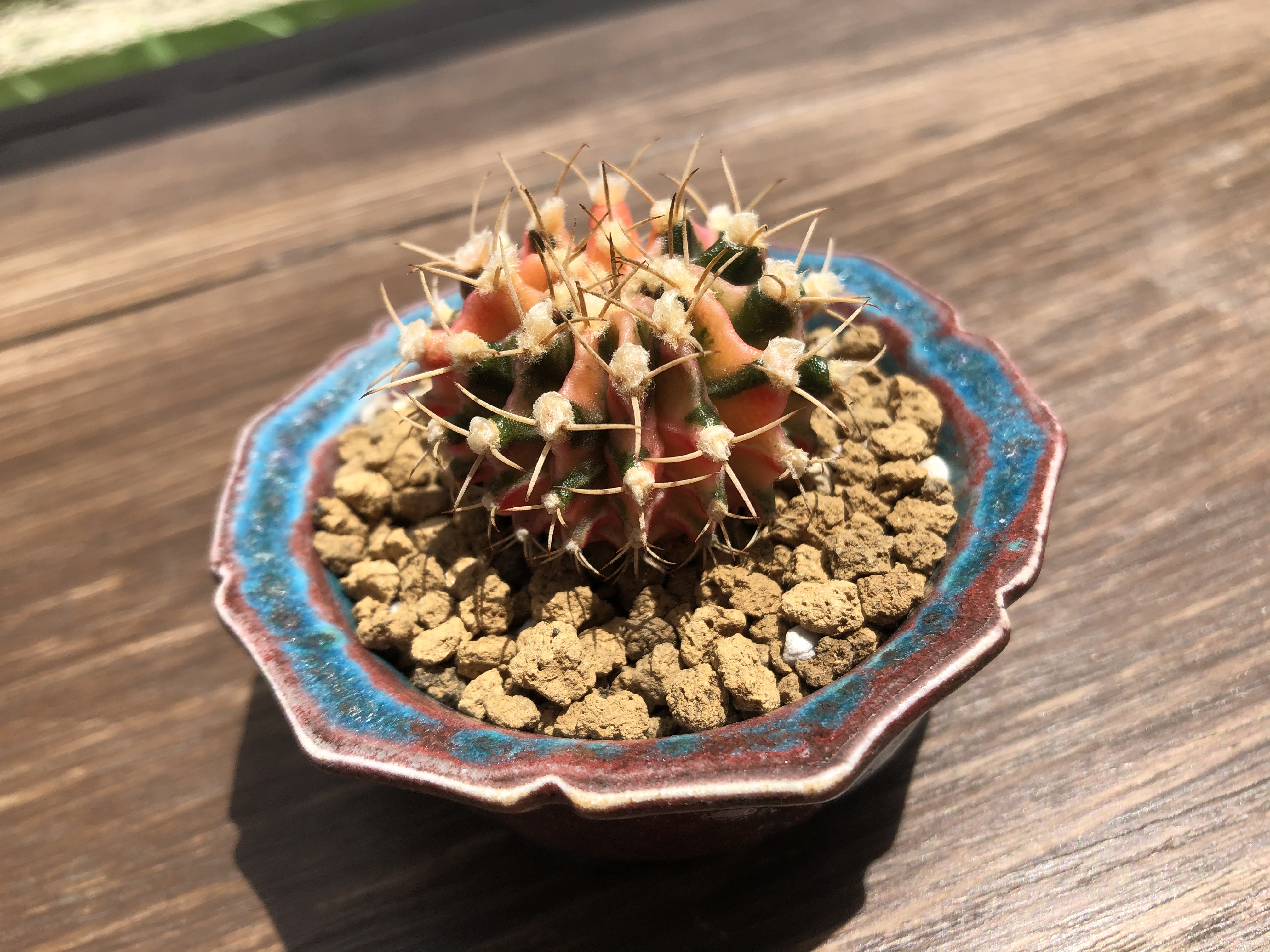 Gymnocalycium Mihanovichii 緋牡丹錦 サボテン 宗像一蒼鉢 多肉盆栽 Plants Maru ー 多肉植物 サボテン 園芸グッズのお店 ー