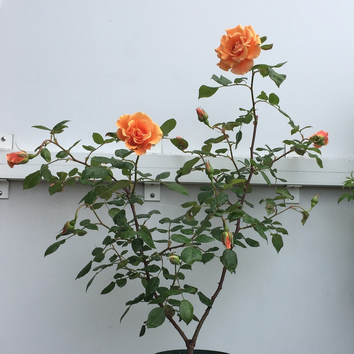 ルイ フィリップ 天空のバラ園 無農薬バラ苗 花苗 クレマチス ハーブ産直販売