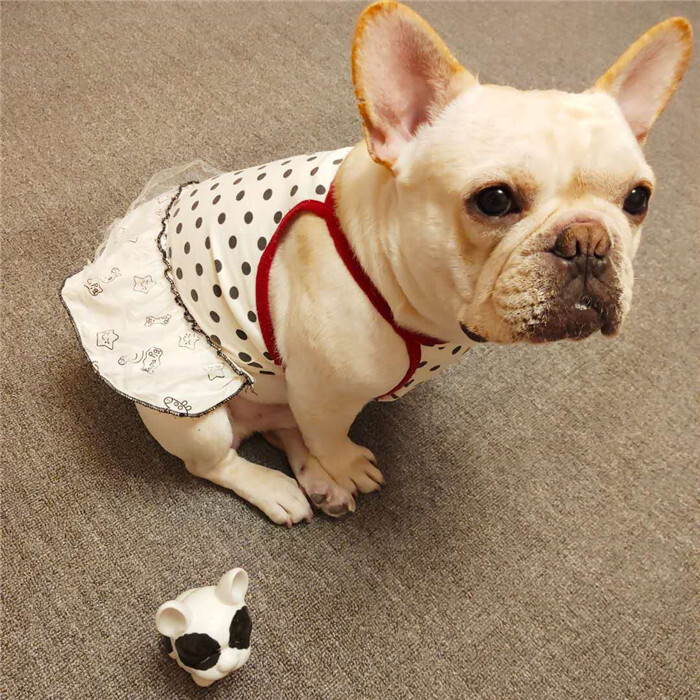Km4sk フレブル 女の子 スカート ワンピース 水玉 フリル 犬服 ドックウェア Dearkm フレンチブルドック孔明