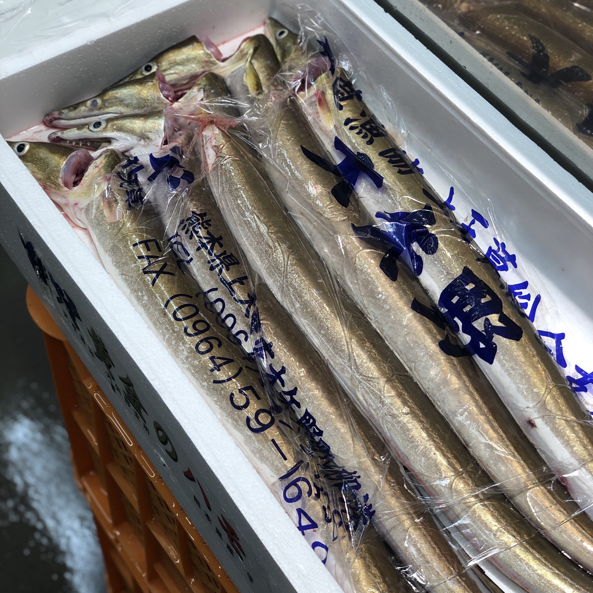 黄金ハモ 天草 熊本 1尾800 900g 黄金鱧800 900g 1尾 冷蔵 Okawari 豊洲直送の高級海産物をお届け