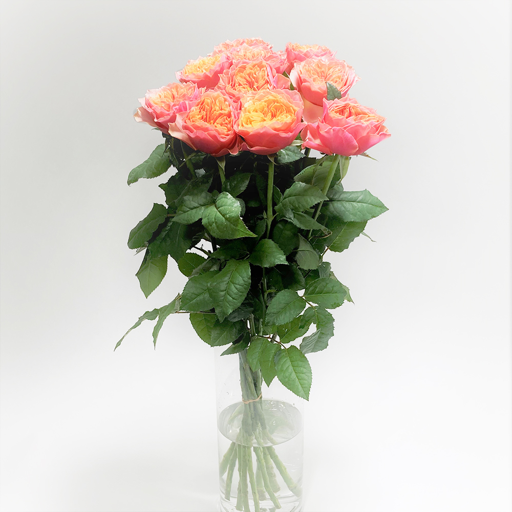 Rose ケンジントンガーデン 10本 Jaひまわり バラ部会 よいはな Yoihana 最高品質のお花をお届けするネット通販