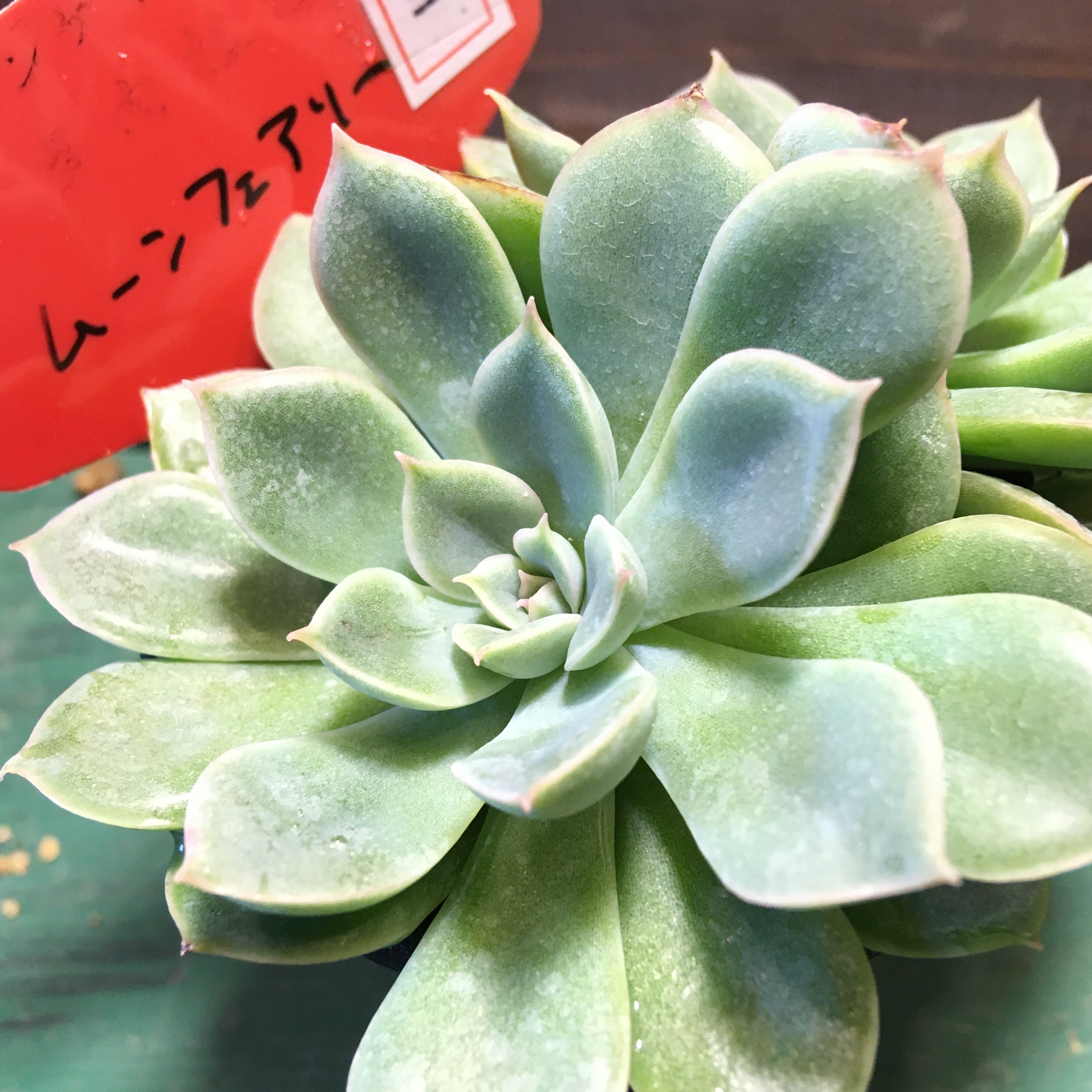 ムーンフェアリー Rupo 多肉植物専門店