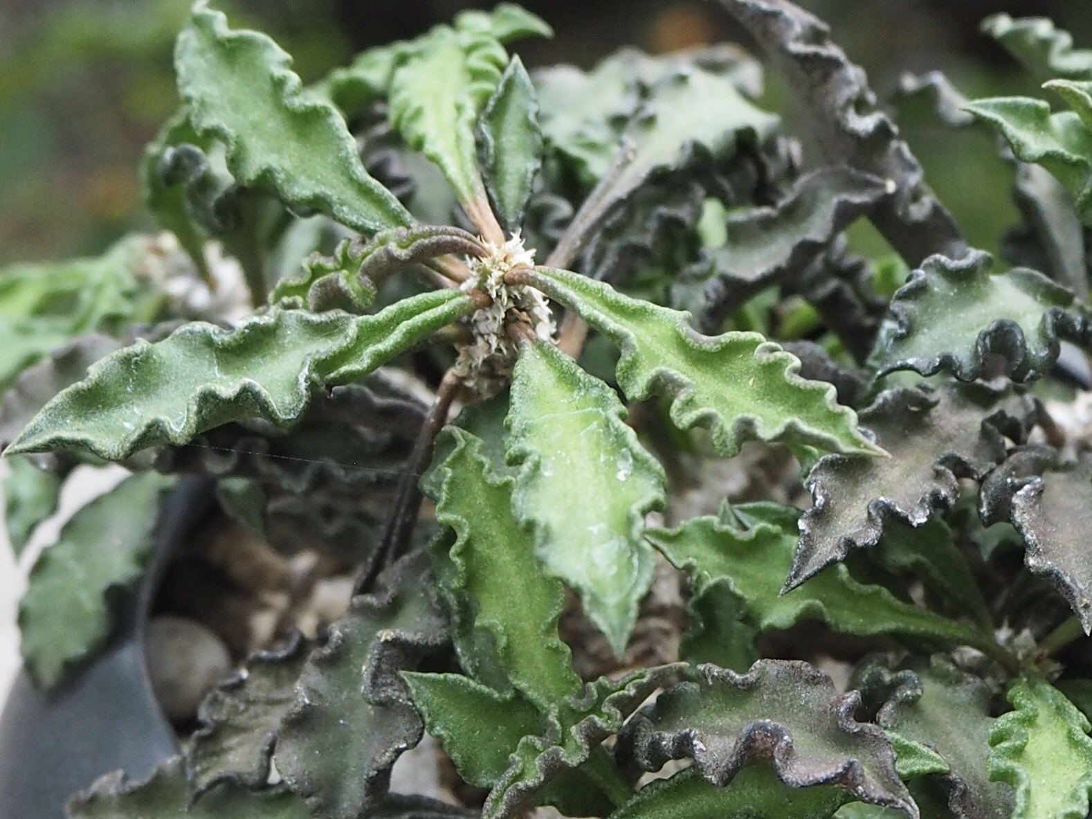 ユーフォルビア デカリー 多肉植物デイジーアンドビー