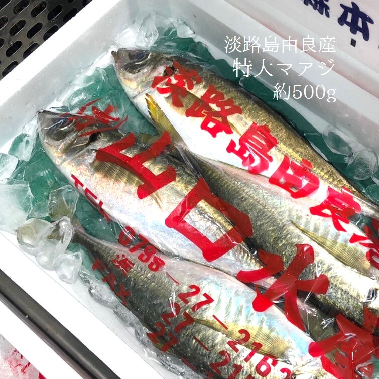 特大 真アジ 淡路島由良産 1尾約500g 由良 鯵ｘ１尾 冷蔵 豊洲直送 Okawari 豊洲直送の高級海産物をお届け