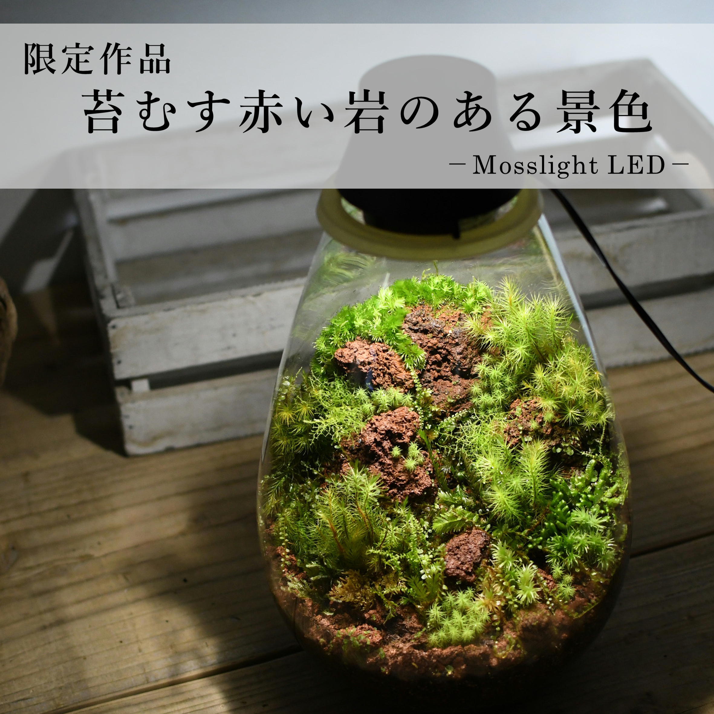 現物販売 苔テラリウム 苔むす赤い岩のある景色 Mosslight Led 21 3 31 6 苔テラリウム専門ショップ道草