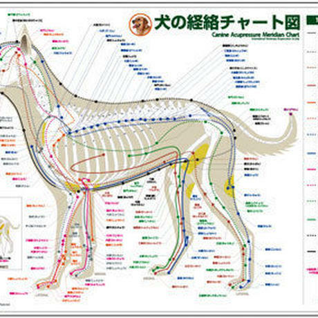 犬の経絡 ツボ チャート図ｐｐポスター Starbit