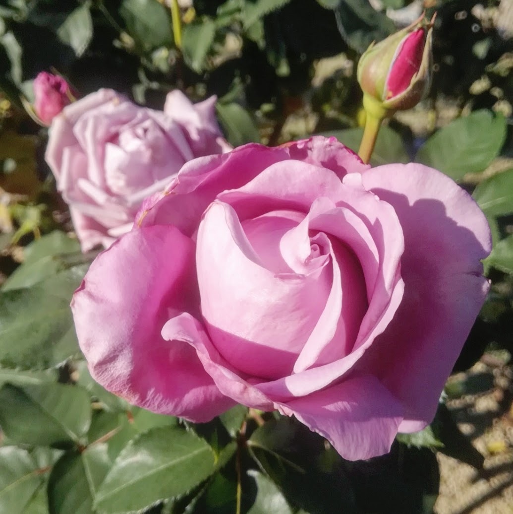 シャルル ド ゴール 天空のバラ園 無農薬バラ苗 花苗 クレマチス ハーブ産直販売