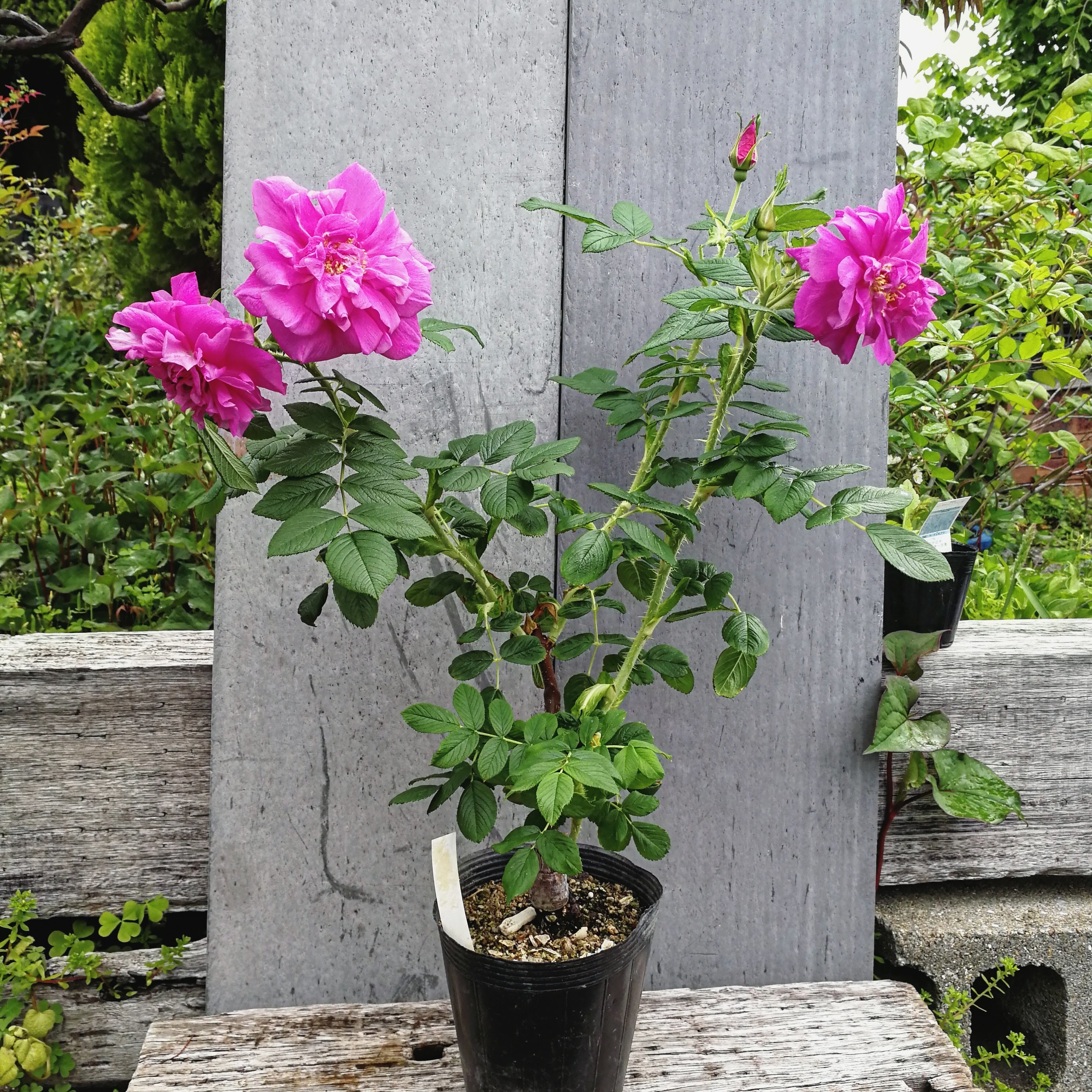 ルイ フィリップ 天空のバラ園 無農薬バラ苗 花苗 クレマチス ハーブ産直販売