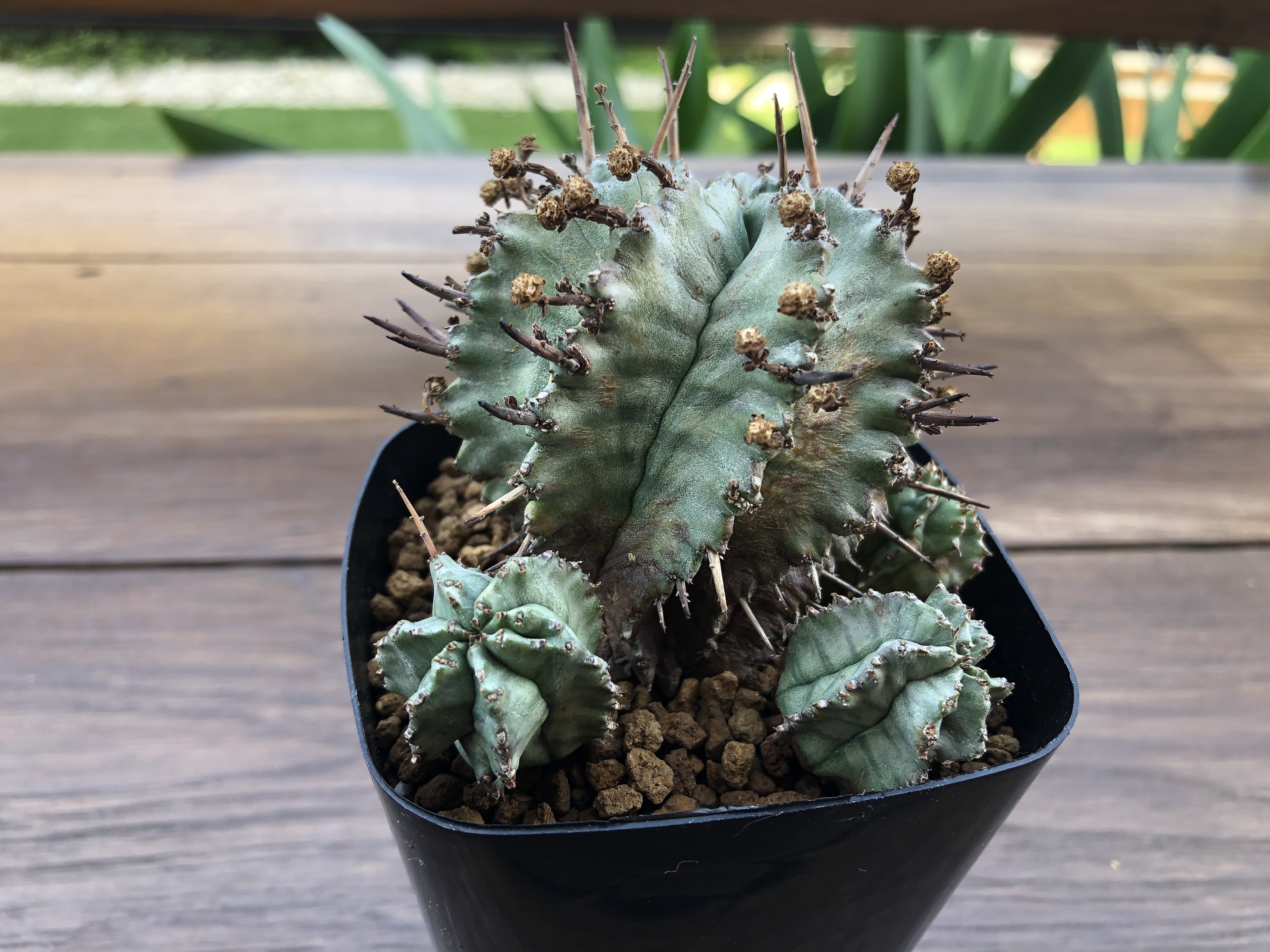 Euphorbia Horrida ユーフォルビア ホリダ ゲンコツホリダ 多肉植物 Plants Maru ー 多肉植物 サボテン 園芸グッズのお店 ー