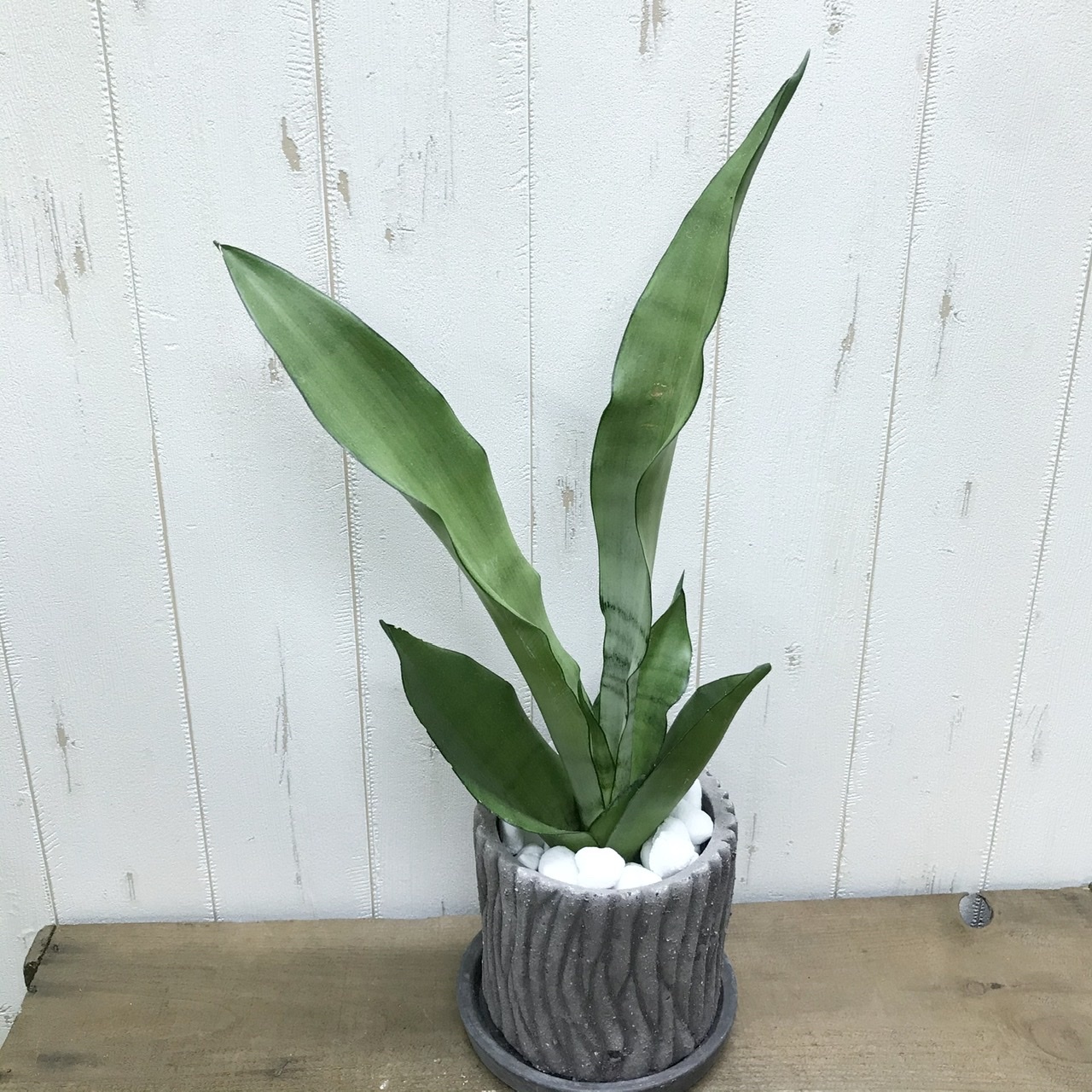 希少種 サンセベリア ムーンシャイン シルバーキング 陶器鉢 Plants Shop Olive