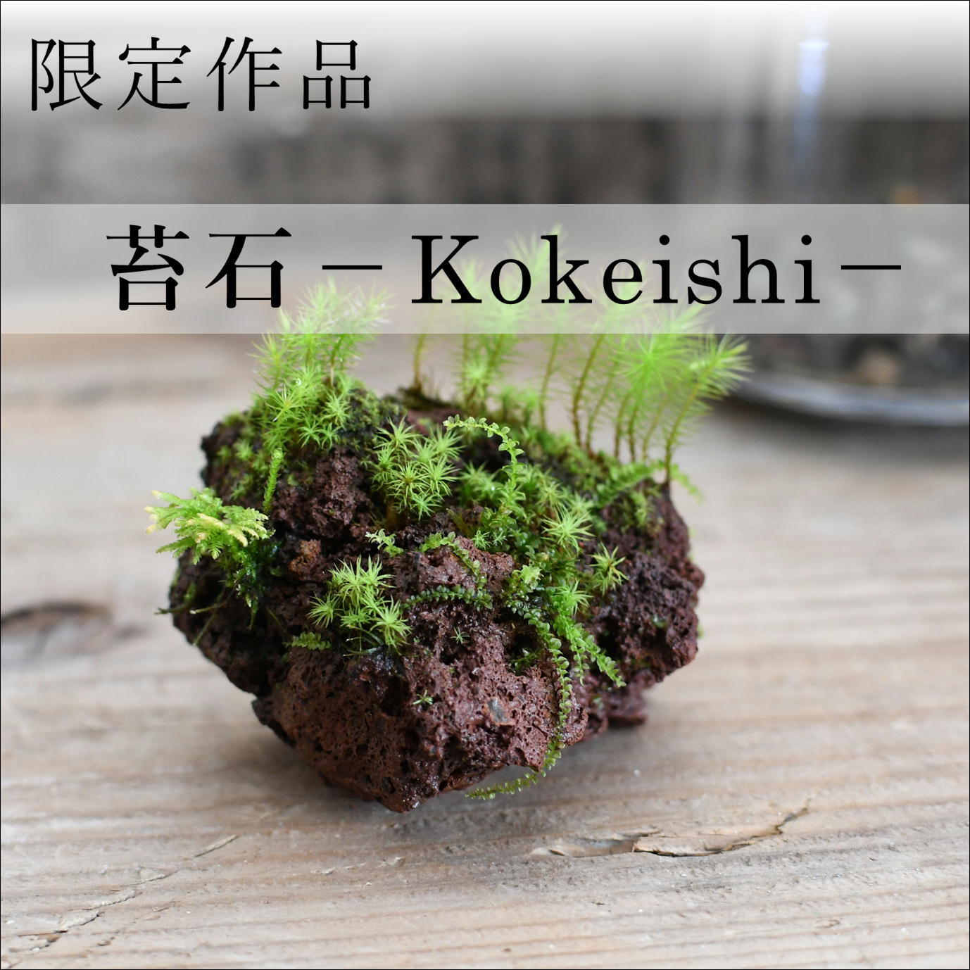 限定 着生苔石 苔石４種着生 5 29 2 栽培容器付 苔テラリウム専門ショップ道草