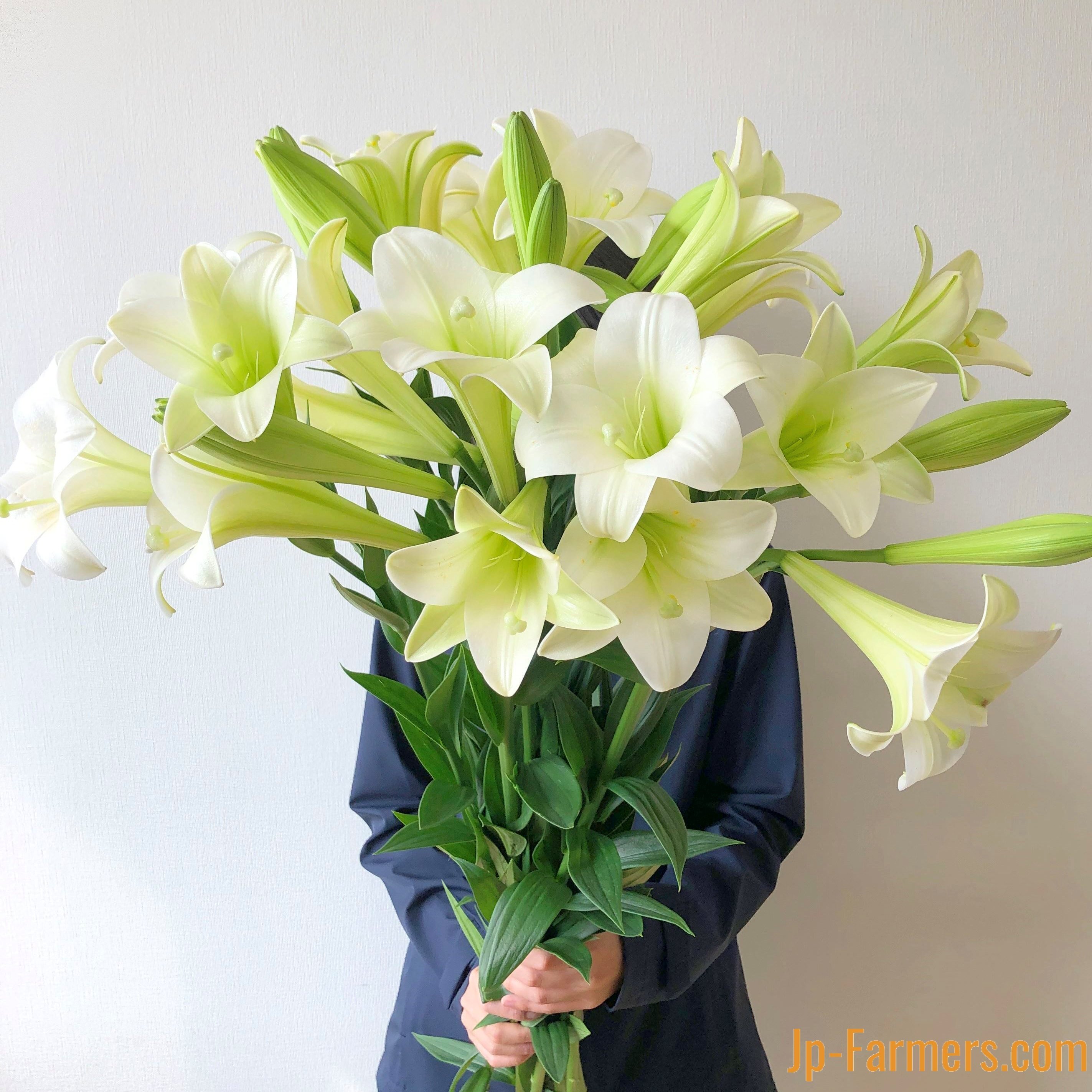 出荷開始 神戸育ちの優雅な白ユリ 神戸リリィ 兵庫六甲農協の新鉄砲ユリ 10本 Jp Farmers Com