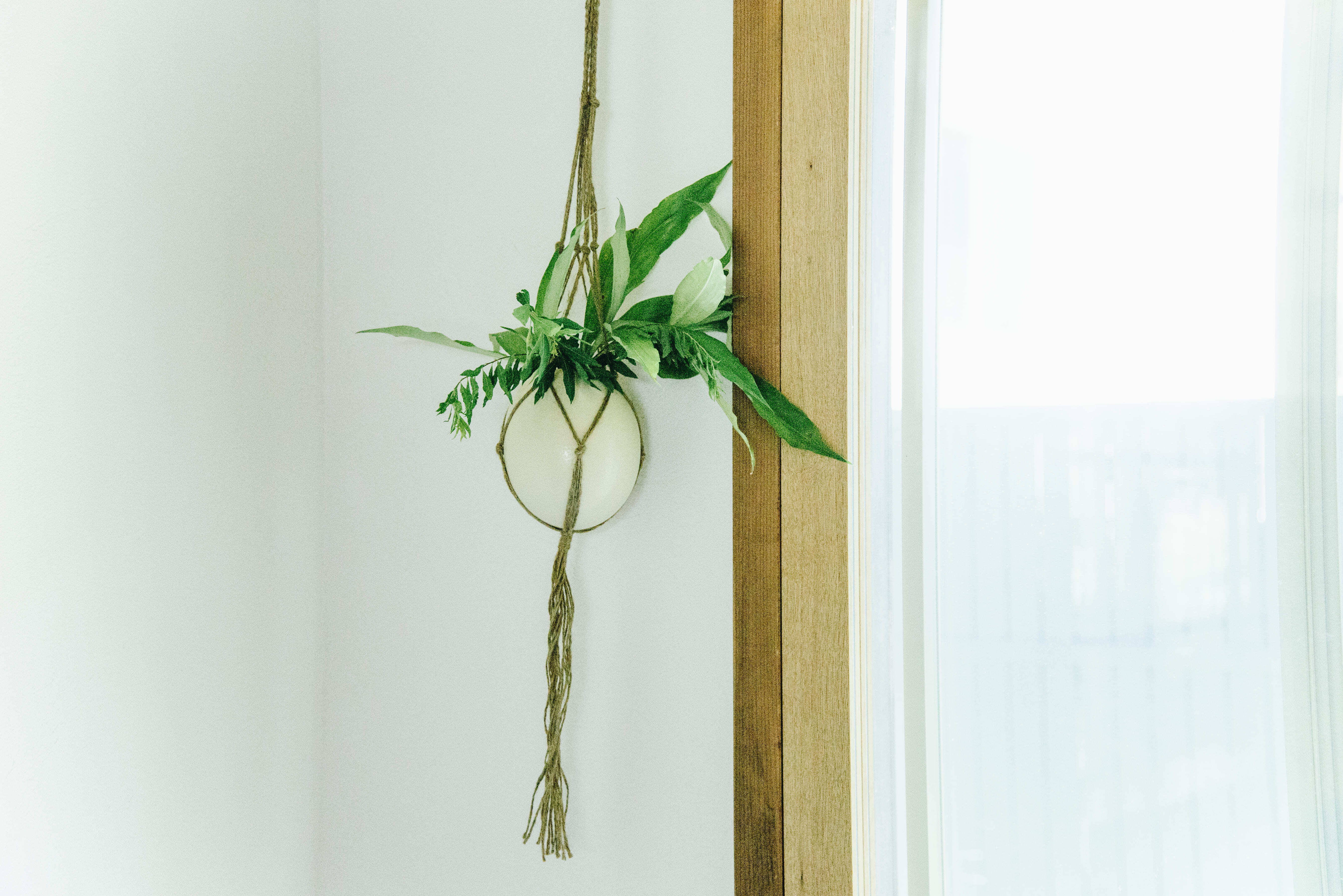 ダチョウの卵の殻 Daucho Wild Kitchen