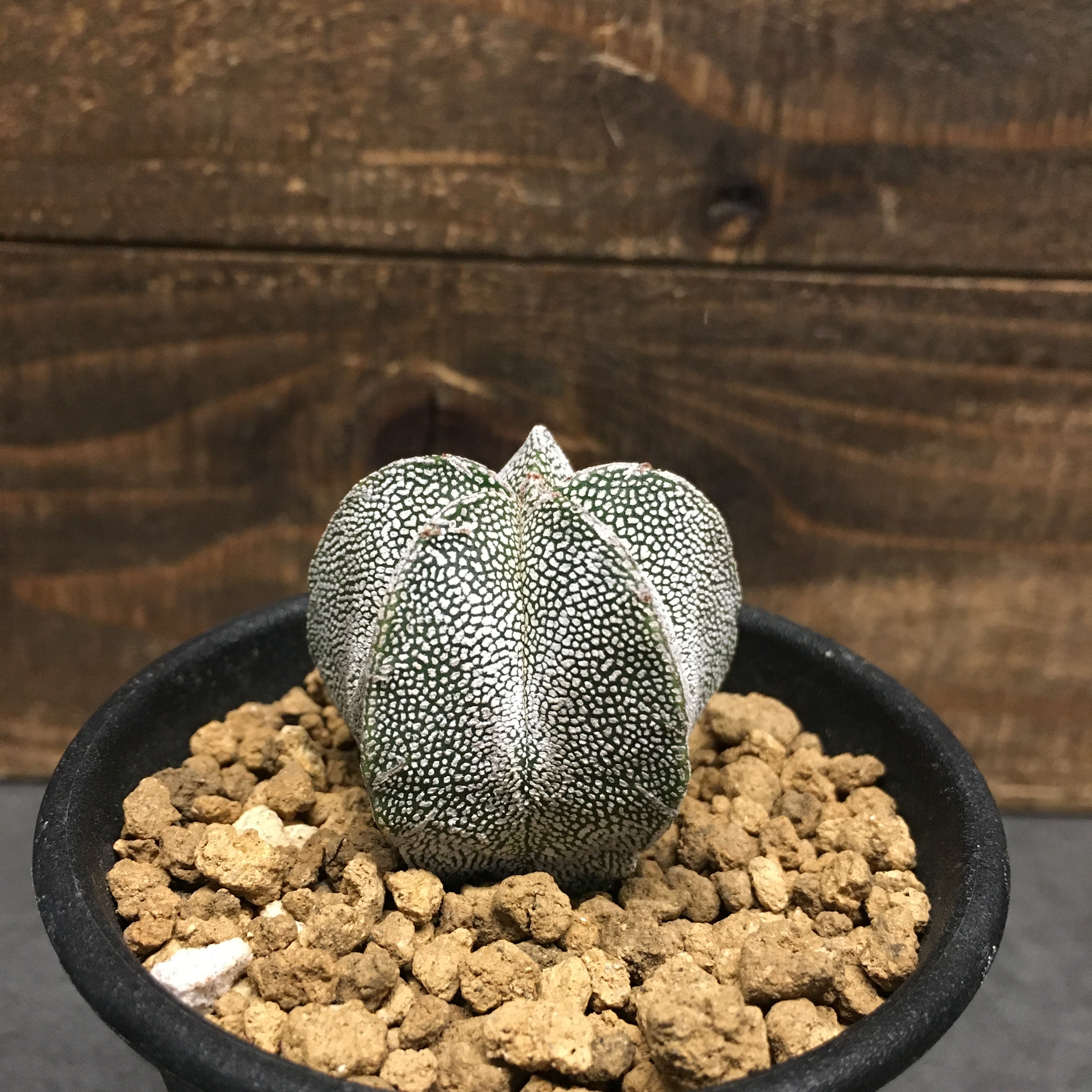 サボテン 恩塚ランポー 実生 Protoleaf プロトリーフ