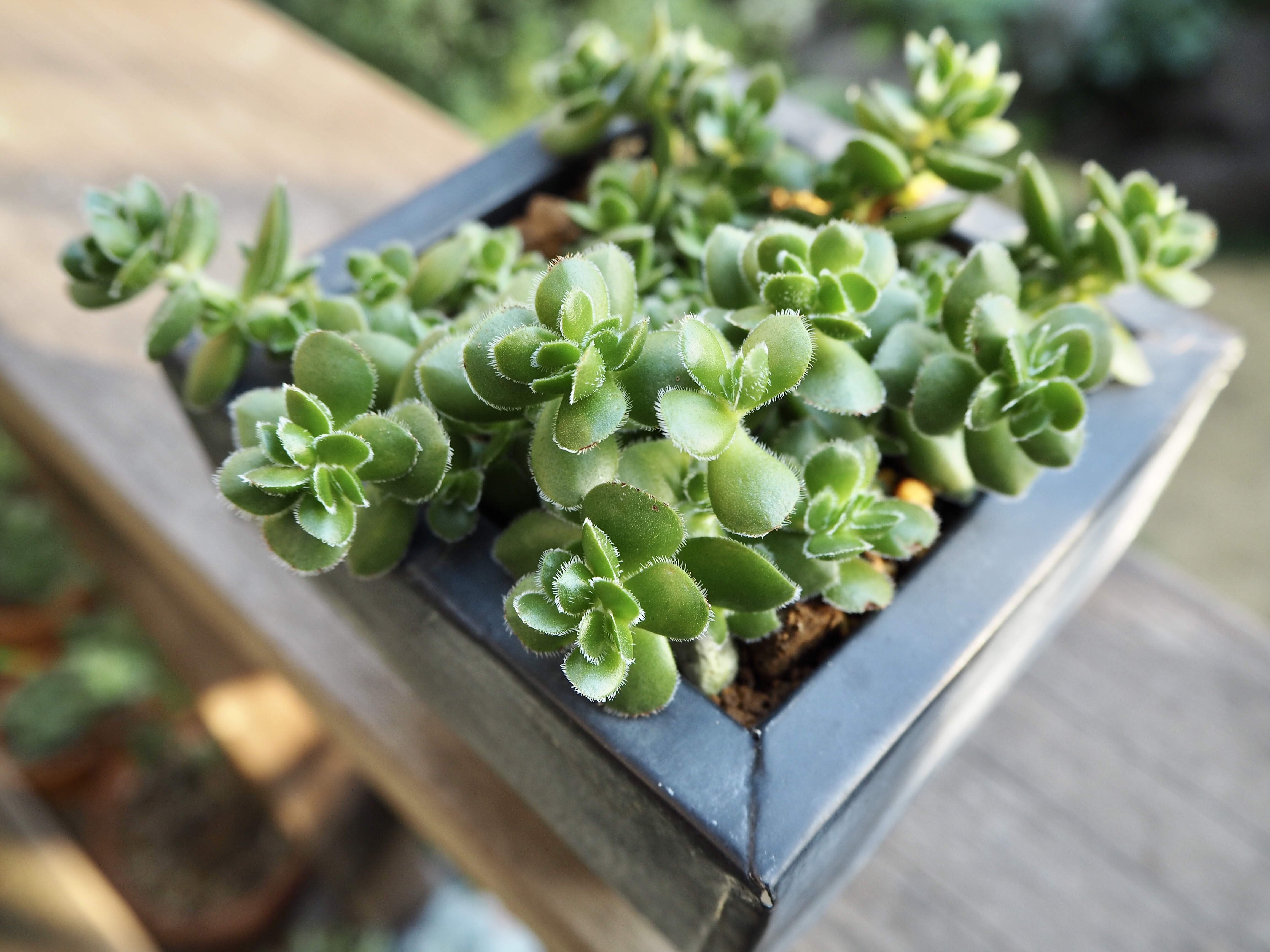 クラッスラ デイビッド 多肉植物デイジーアンドビー