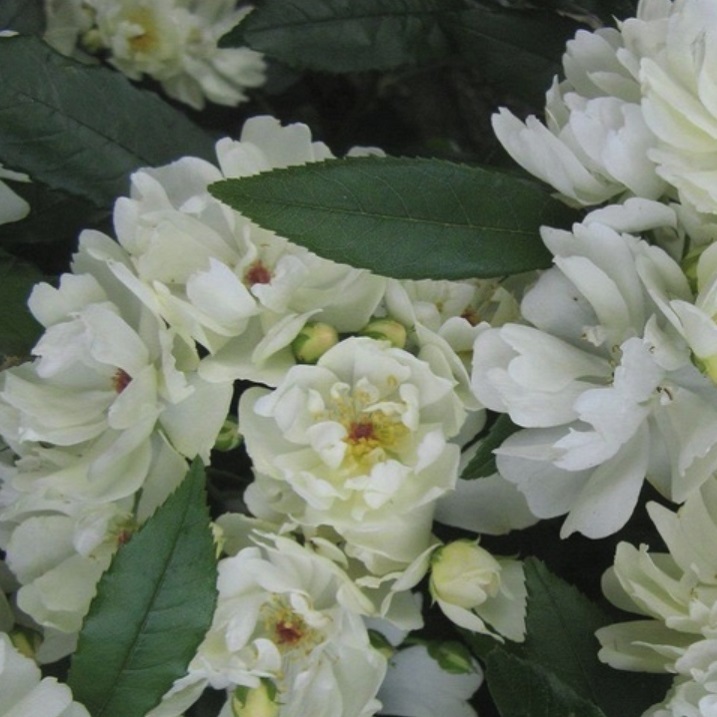 ピューレッツァ 天空のバラ園 無農薬バラ苗 花苗 クレマチス ハーブ産直販売