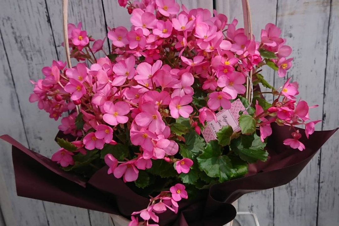 長崎の花屋さん ラブミーベゴニア 花どころ かん
