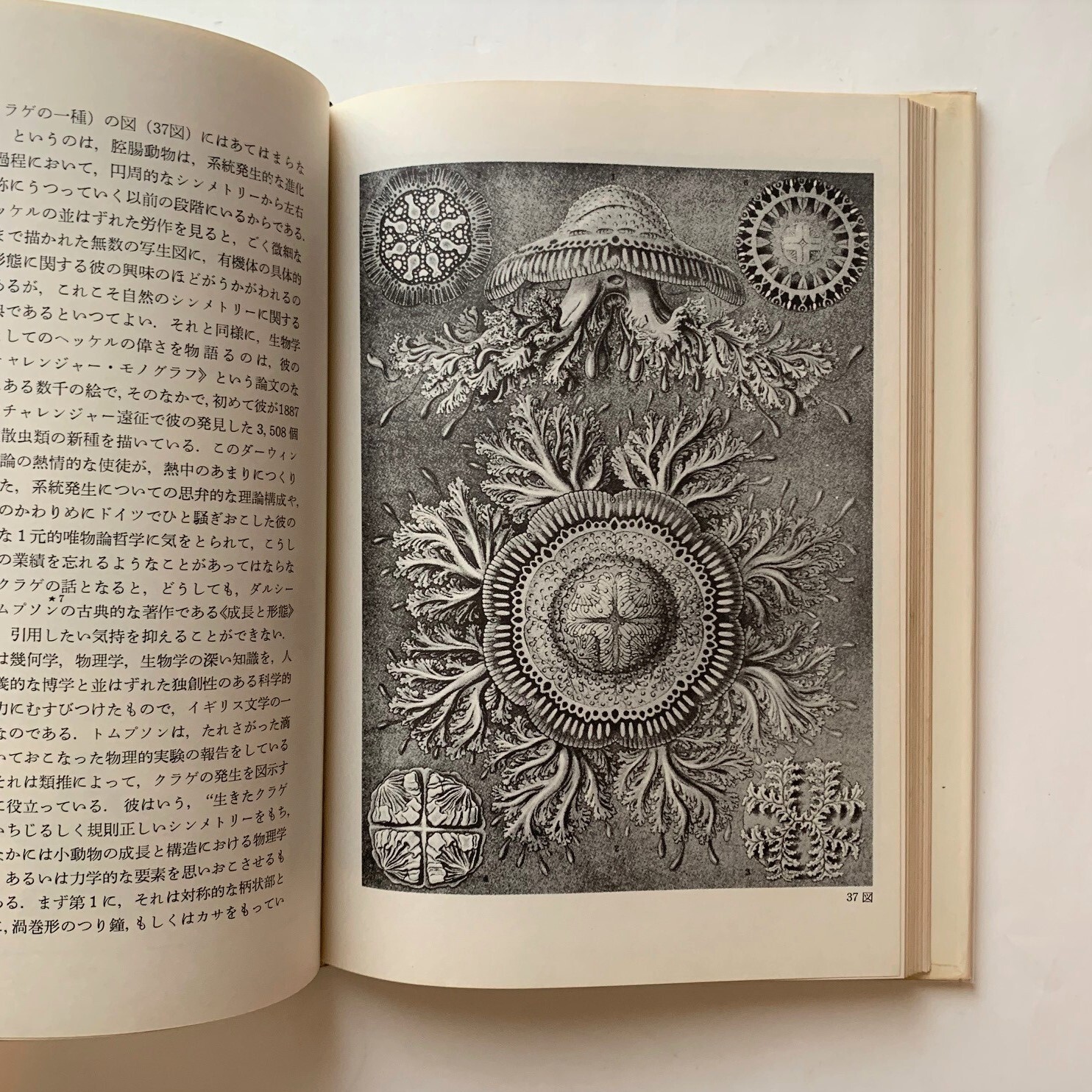 シンメトリー ヘルマン ヴァイル 著 本まるさんかくしかく