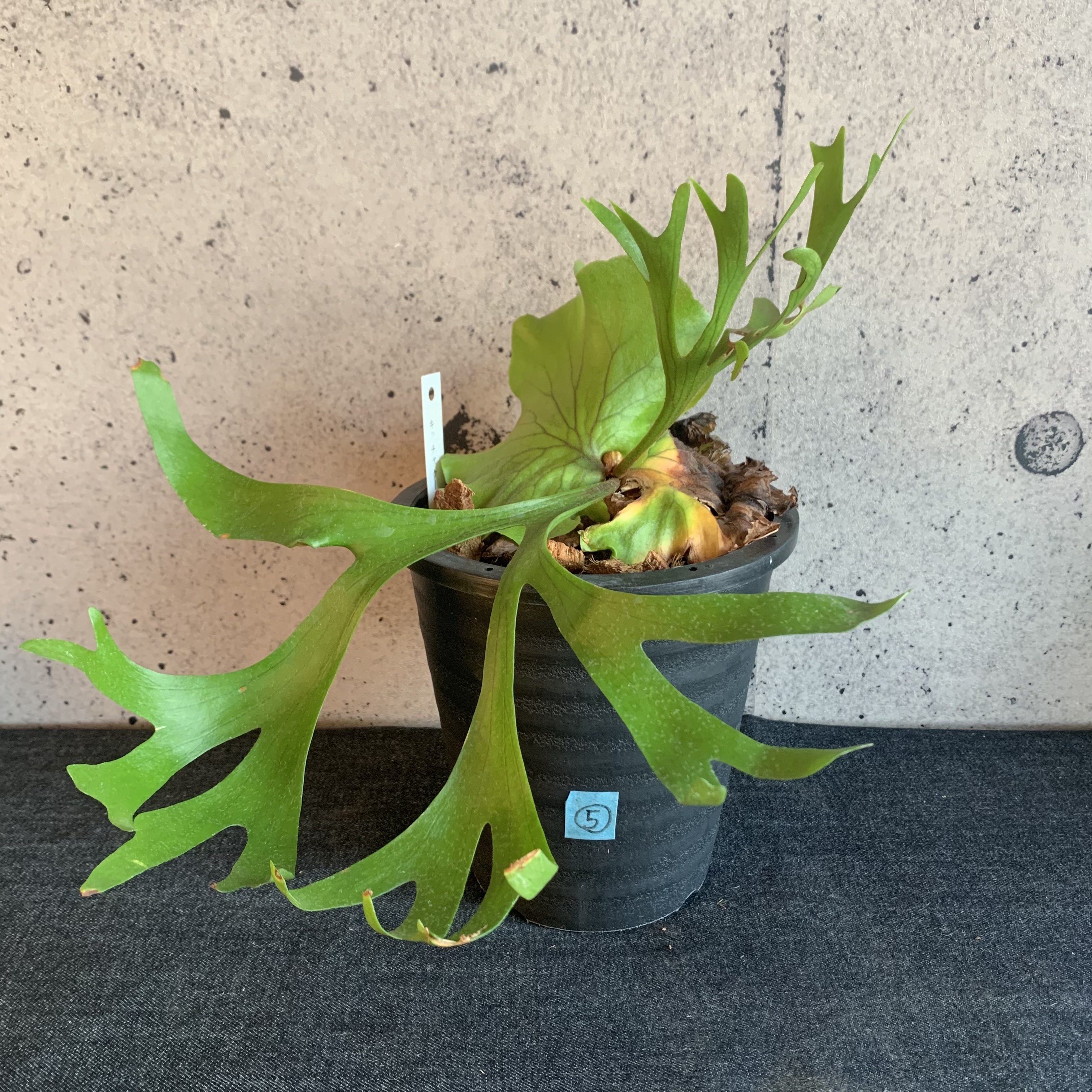 ビカクシダ キッチャクード Planet Plants プラネットプランツ ビカクシダ キッチャクード Planet Plants プラネットプランツ