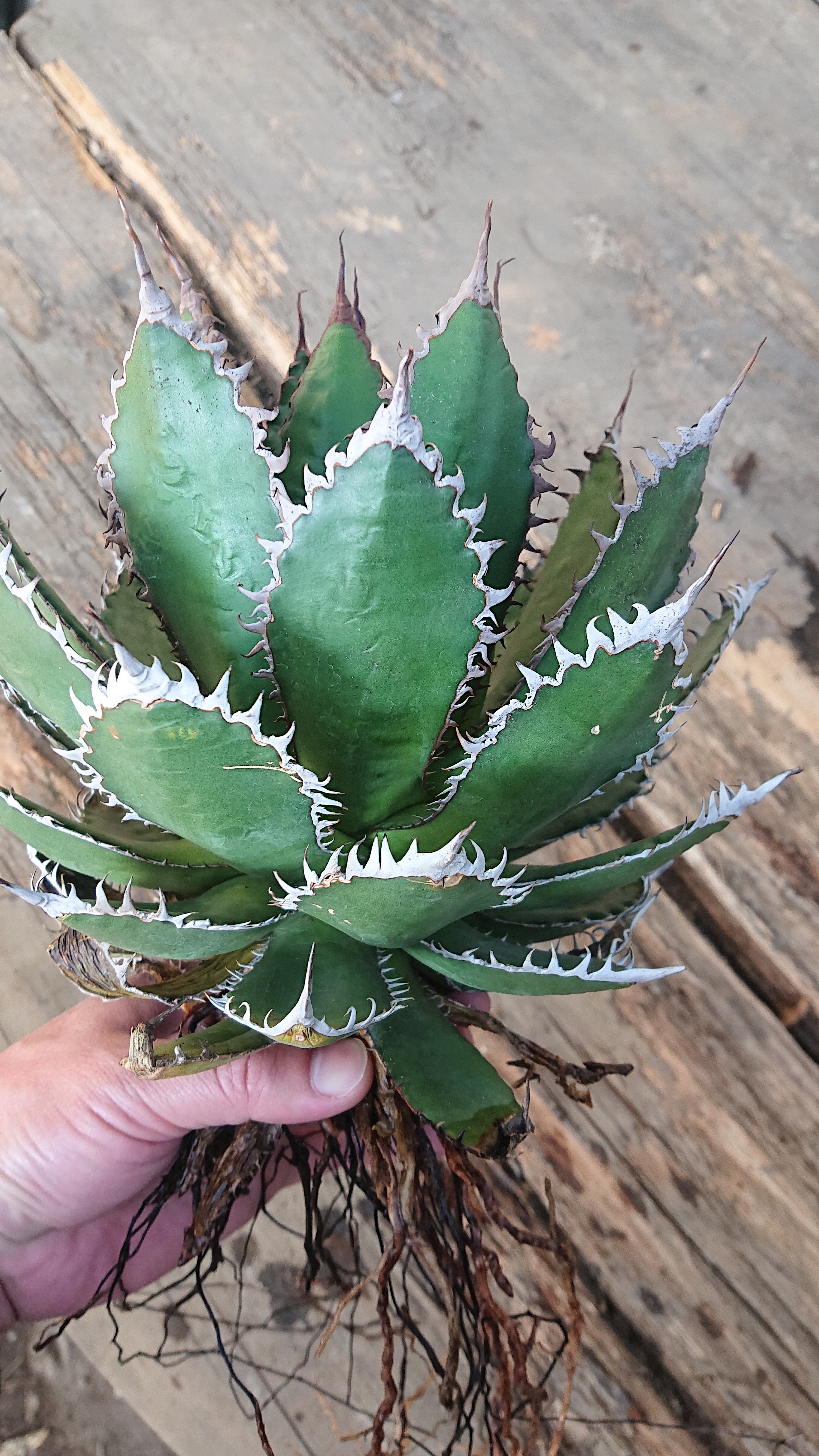 No 1 アガベ ホリダ Agave Horrida 発根済 多肉植物ハオルチア アガベ サンスべリアの店mellowgarden