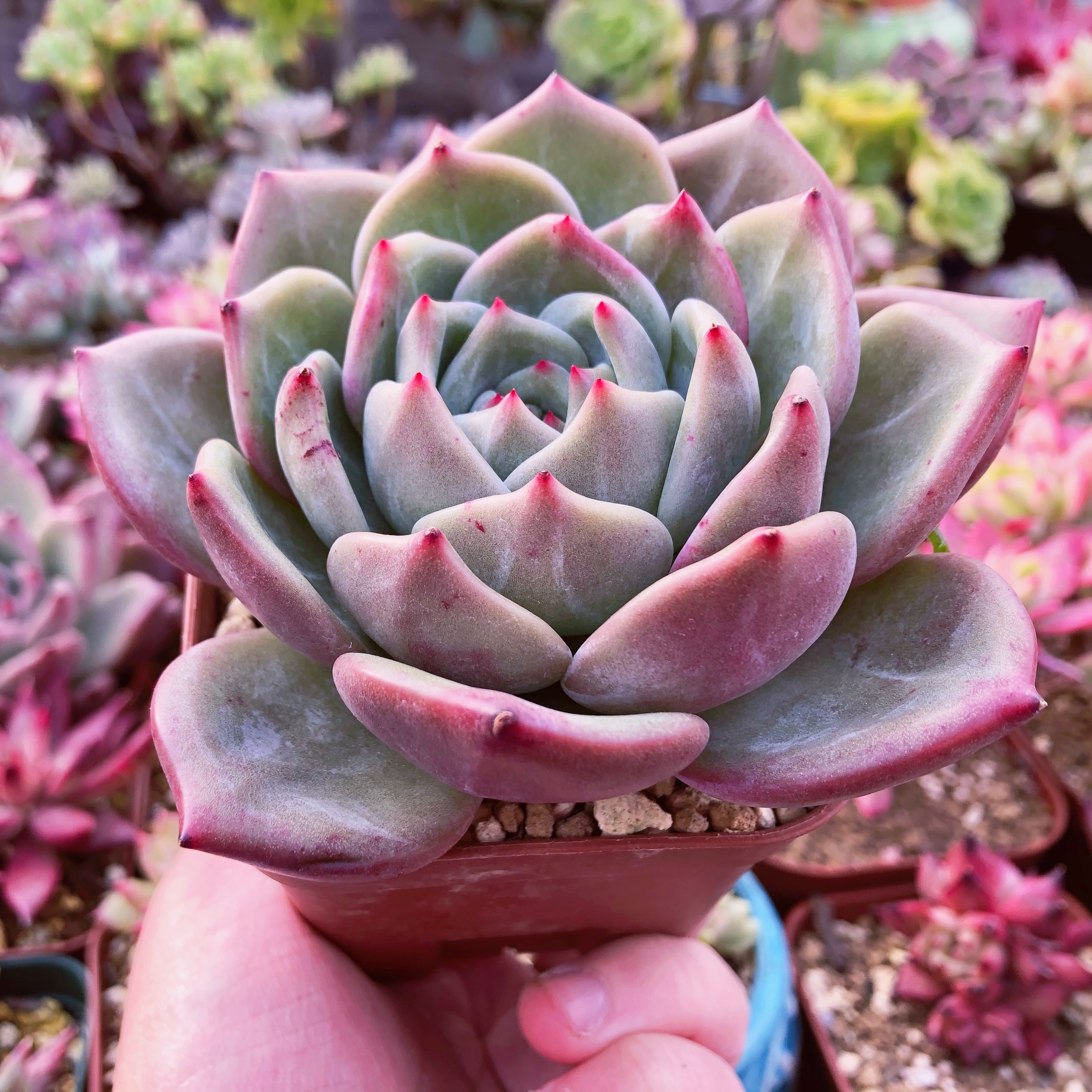 多肉植物 ピンクシャンペーン 特大苗 るる農園 多肉植物専門 水曜より順次発送