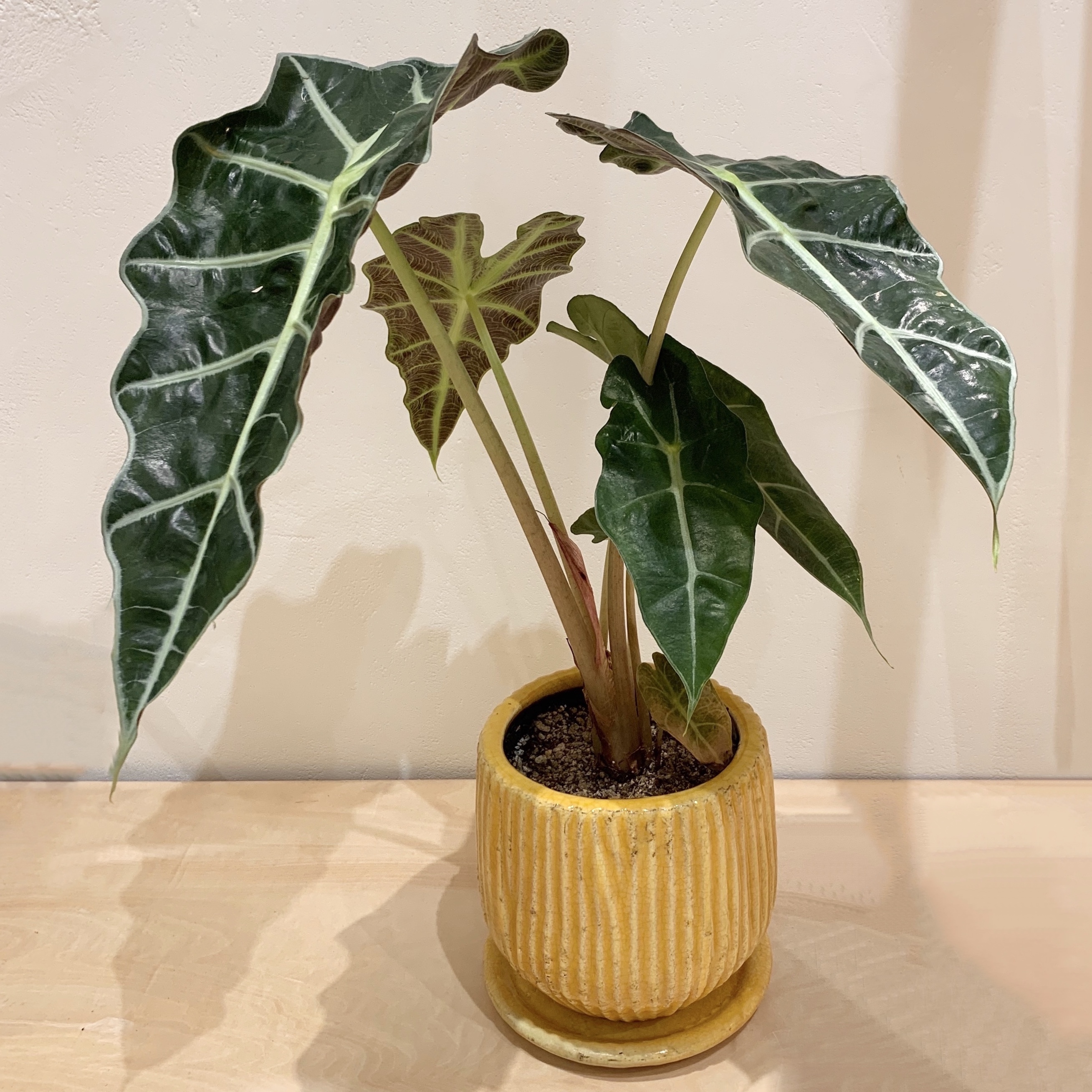 ポットグリーン アロカシア アマゾニカ Flat アートとインテリア雑貨のお店