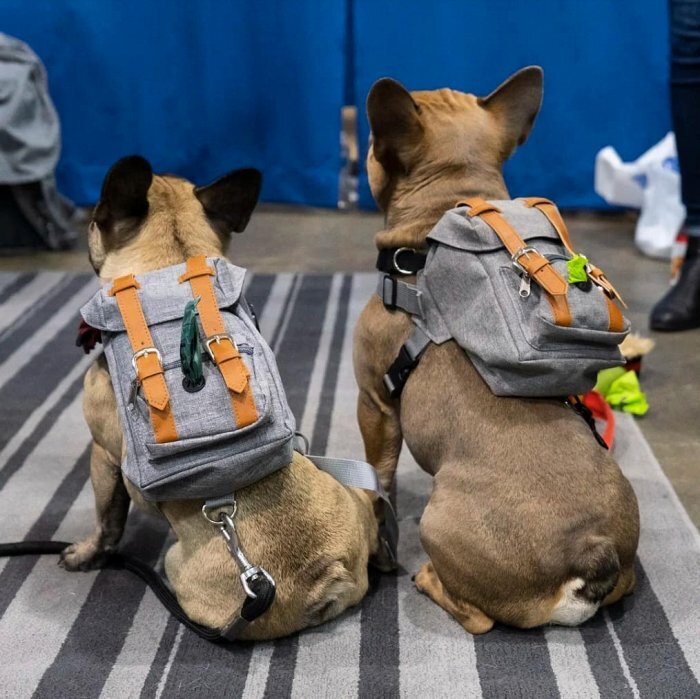 スチュワード ズーム 評価する 犬 用 リュック 中型 犬 Homelinks Jp