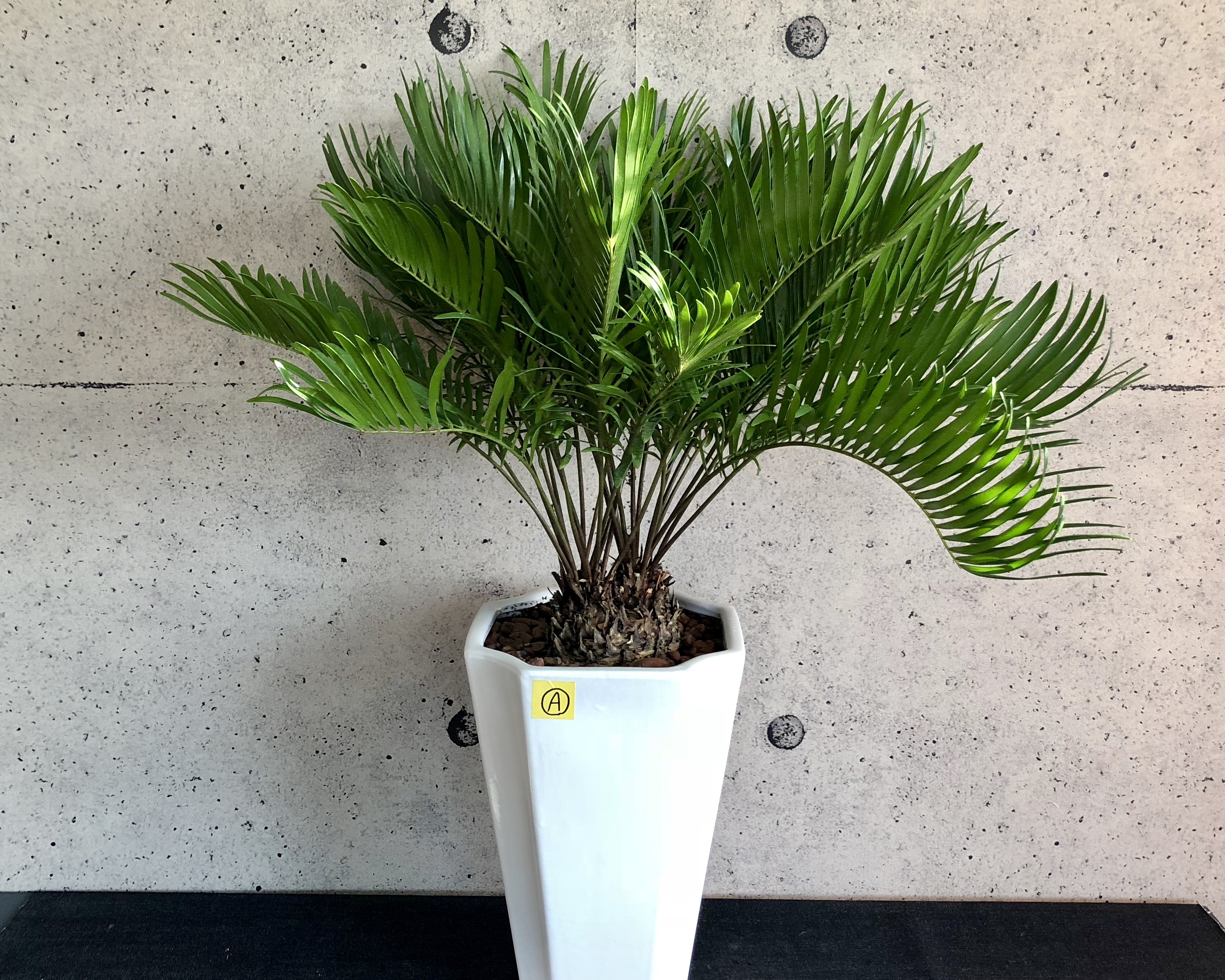 希少種 ザミア フロリダーナ A 陶器鉢 Planet Plants プラネットプランツ