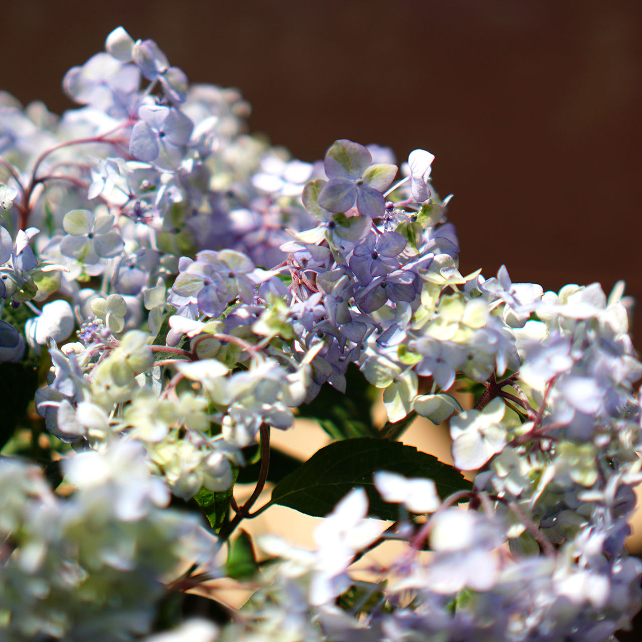 吉岡麗子さんの山紫陽花 ライトパープル Plants Shanty Rin