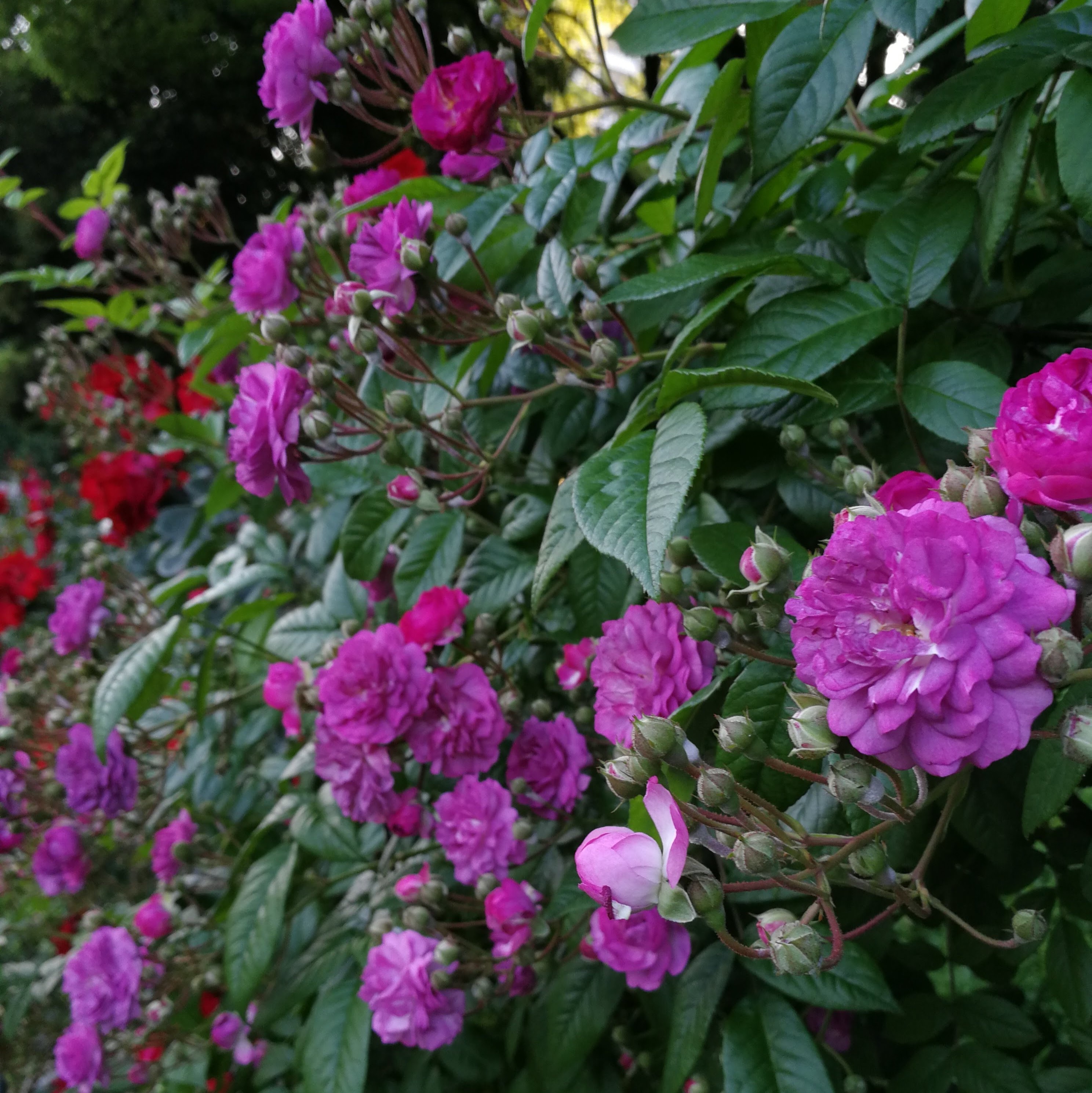 ローズマリー ヴィオー 天空のバラ園 無農薬バラ苗 花苗 クレマチス ハーブ産直販売