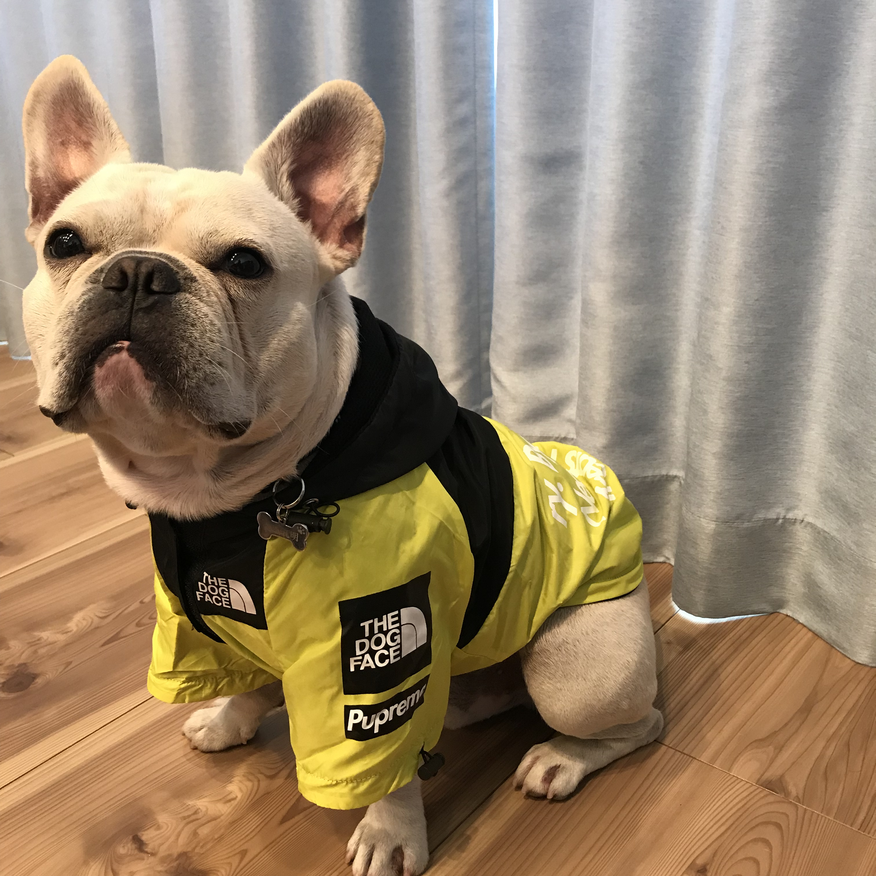 Km255jk フレブル フレンチブルドック レインコート 防水ジャケット 犬服 ドックウェア Dearkm フレンチブルドック孔明