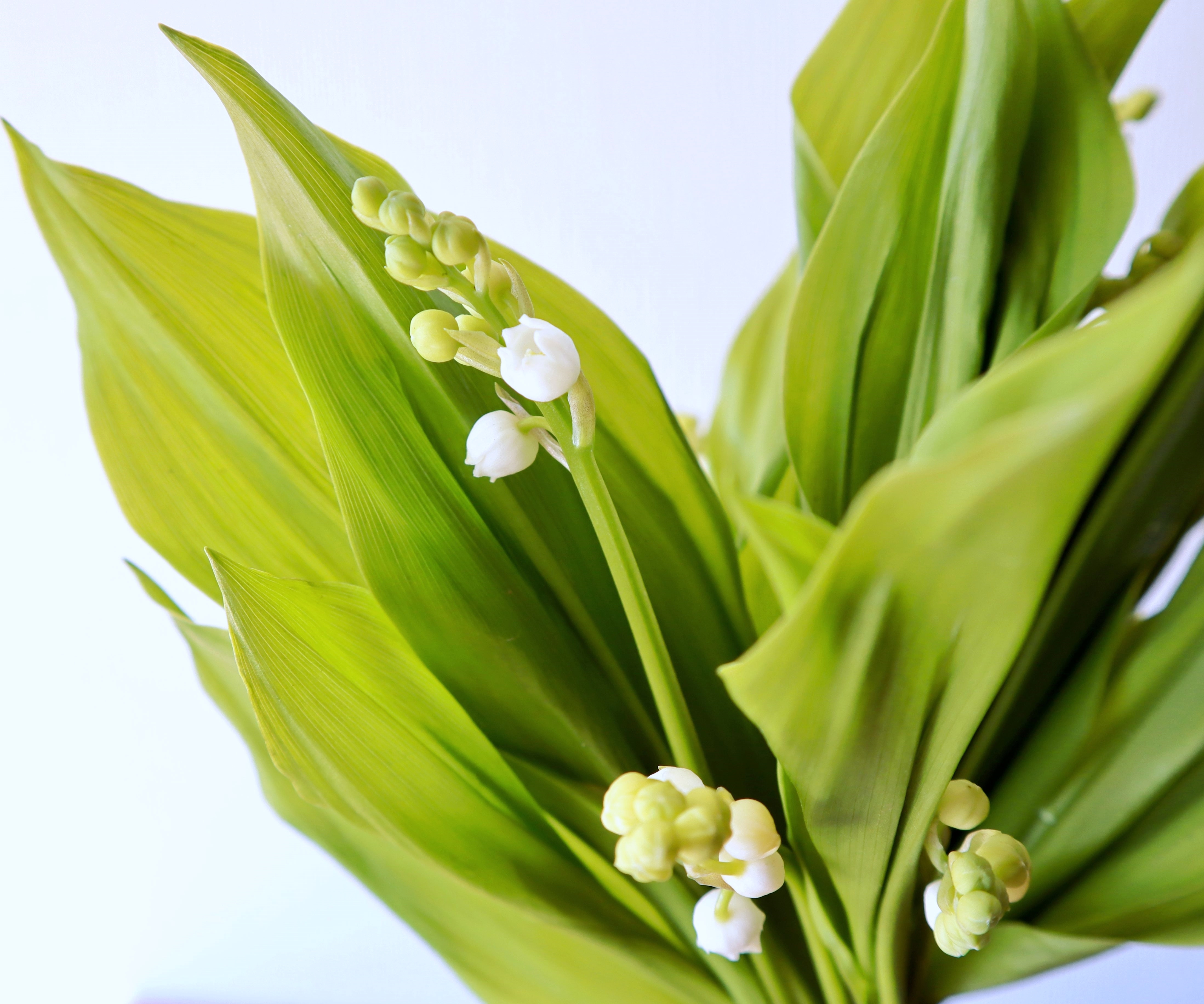 切花本 Short スズランで想いを伝える 5月1日 ミュゲの日 Jour De Muguet Jp Farmers Com