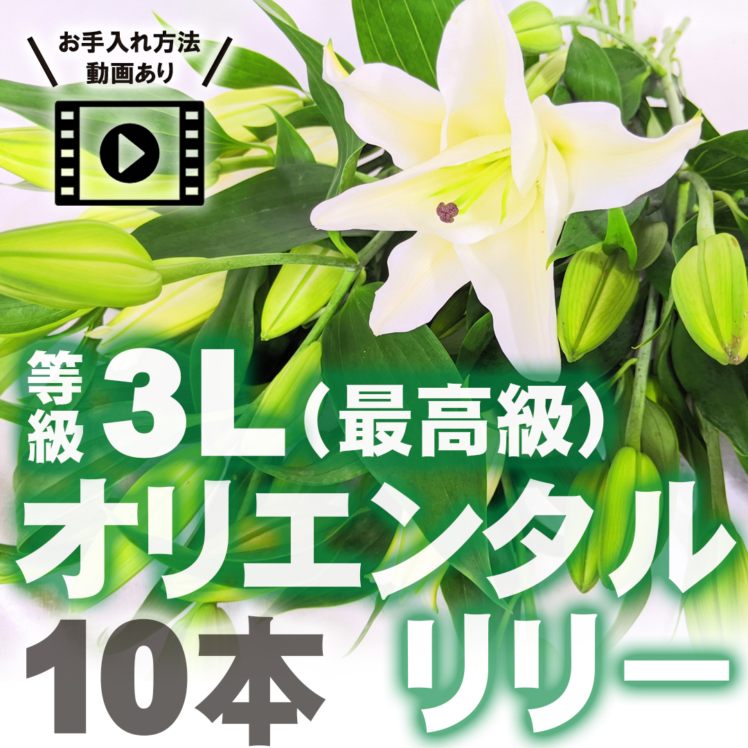 オリエンタルリリー 10本 等級3l 気品あふれる国産ユリ フラワーロス支援 スマイルフラワープロジェクト