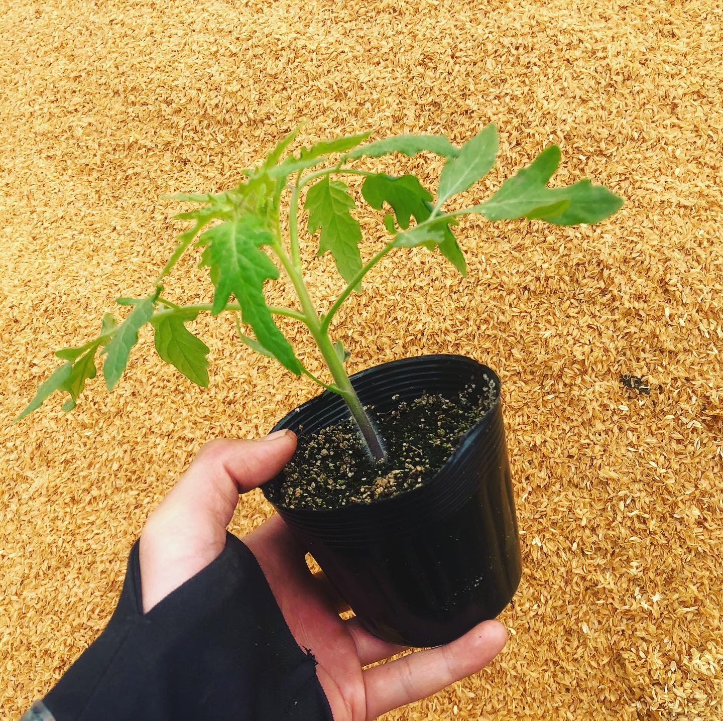 ミニトマトの苗 8株 Cf千果 オレンジ千果 小さな農園 イトナミ