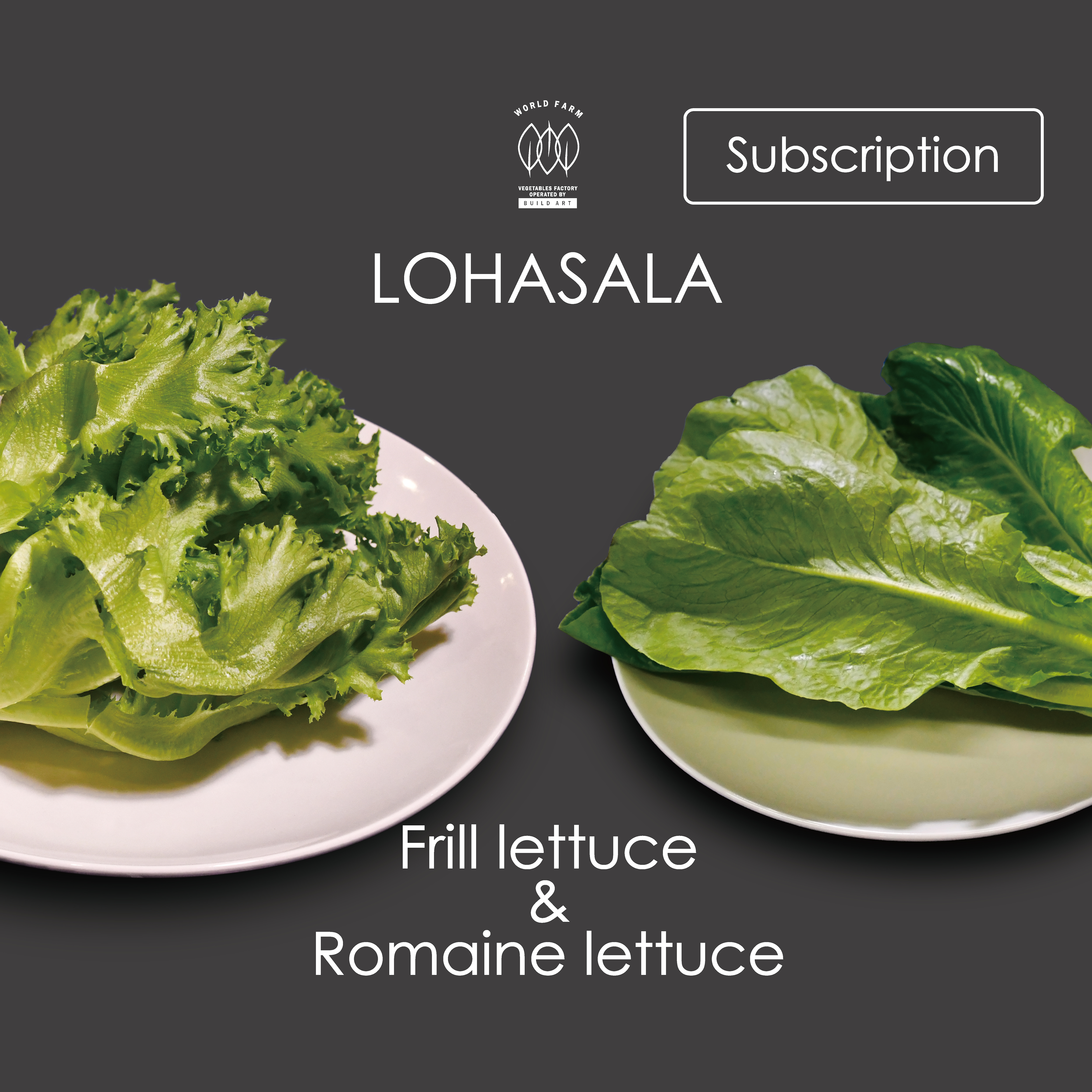 定期 Lohasala フリル ロメイン各3個 洗わずに食べられるled野菜 農薬不使用工場栽培野菜 Lohasala ロハサラ