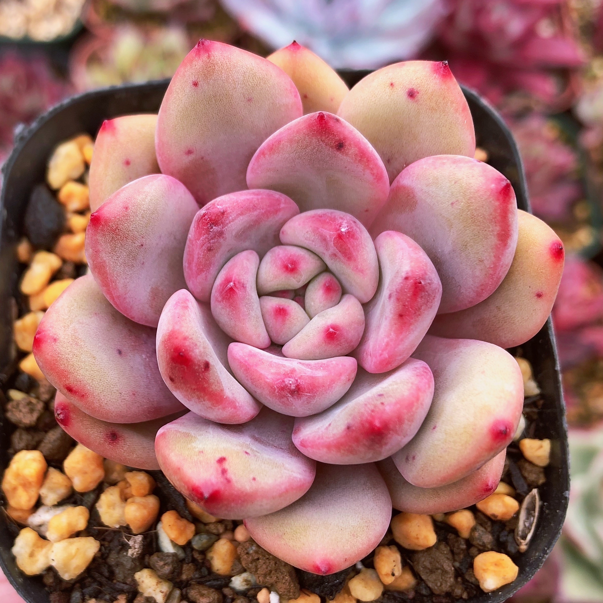 多肉植物 アリエル るる農園 多肉植物専門 水曜より順次発送