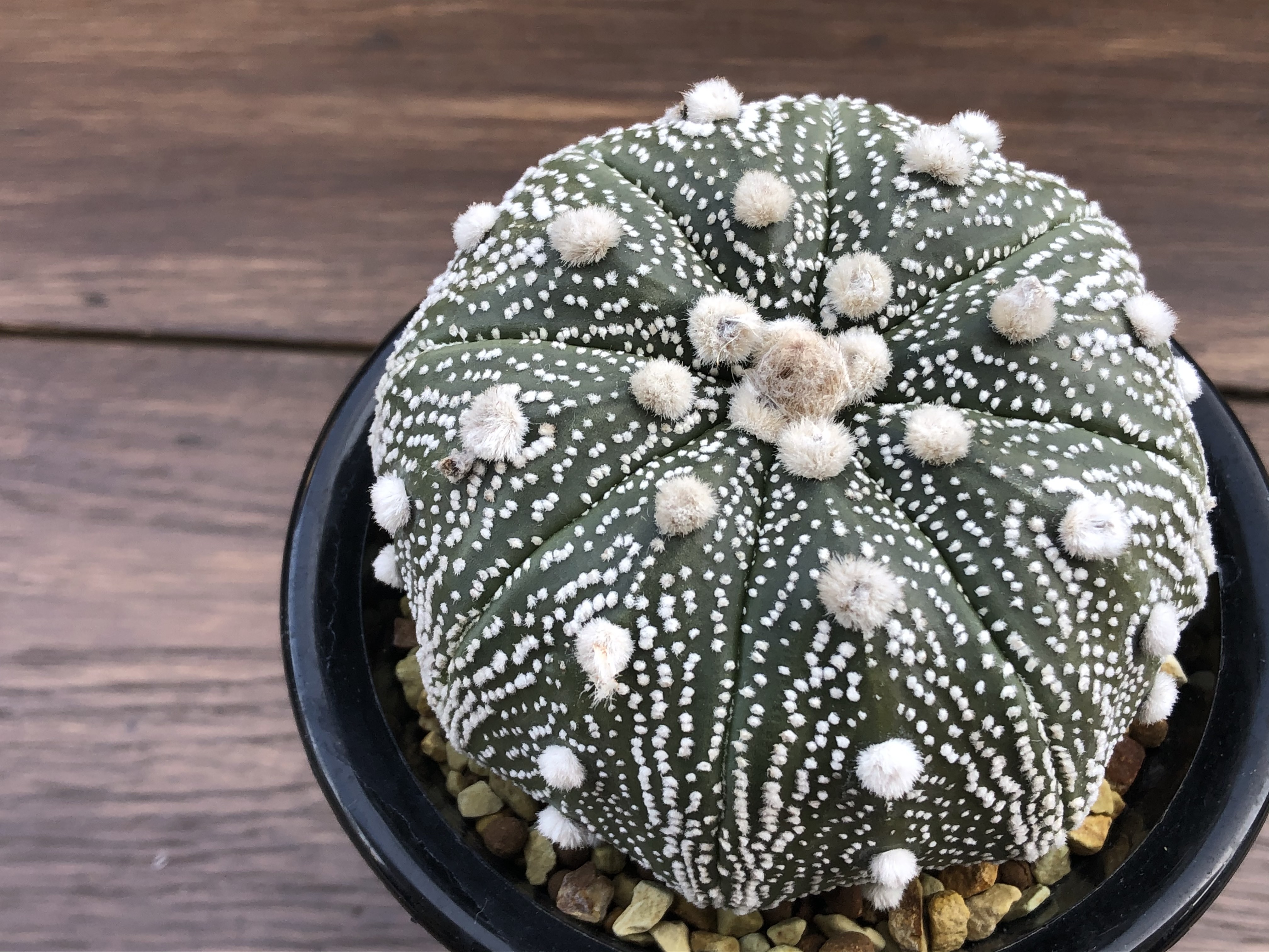 Astrophytum Asterias 兜丸 サボテン スーパー兜 Plants Maru ー 多肉植物 サボテン 園芸グッズのお店 ー