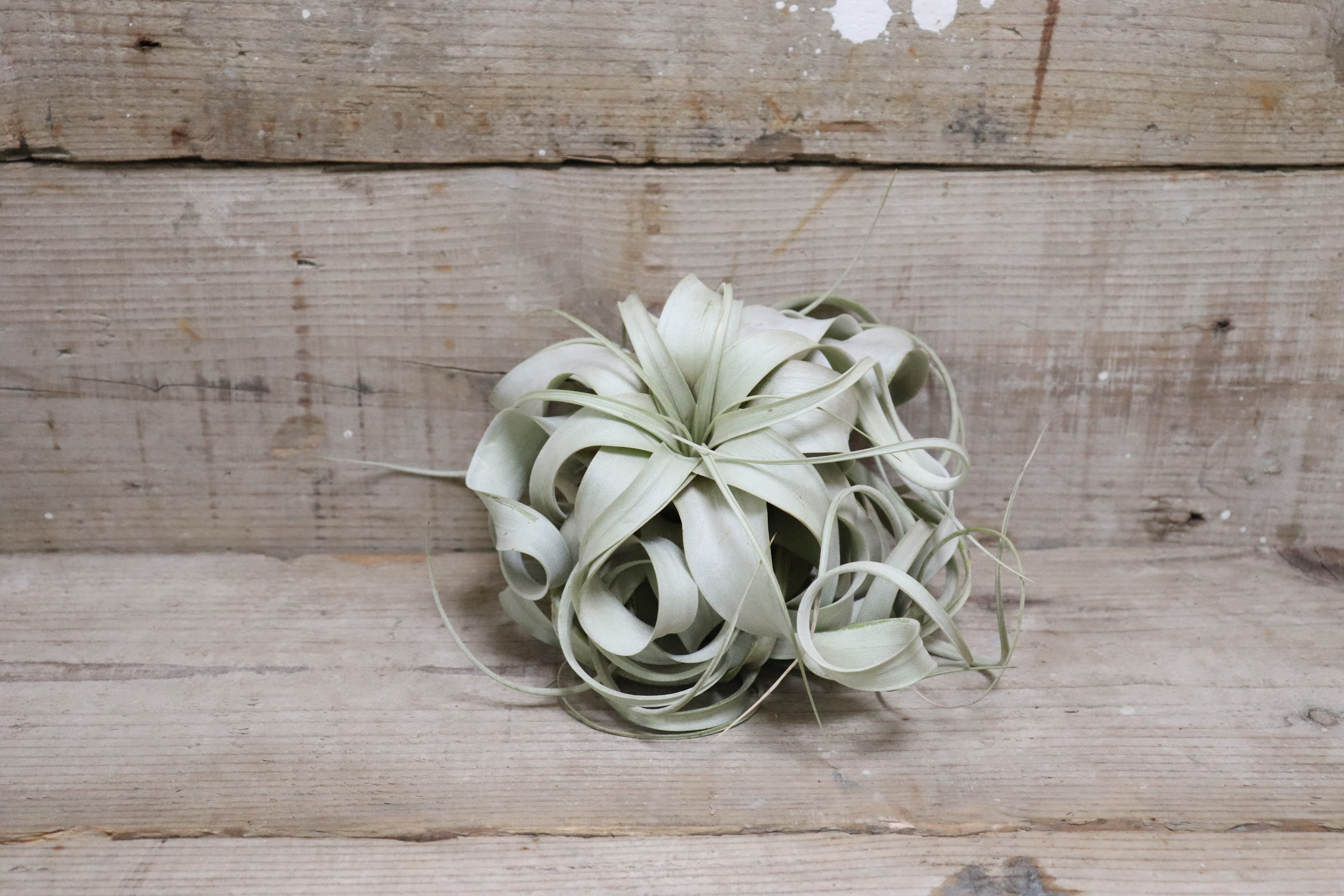 送料無料 キセログラフィカl エアプランツ 現品発送t0390 Plane Plants