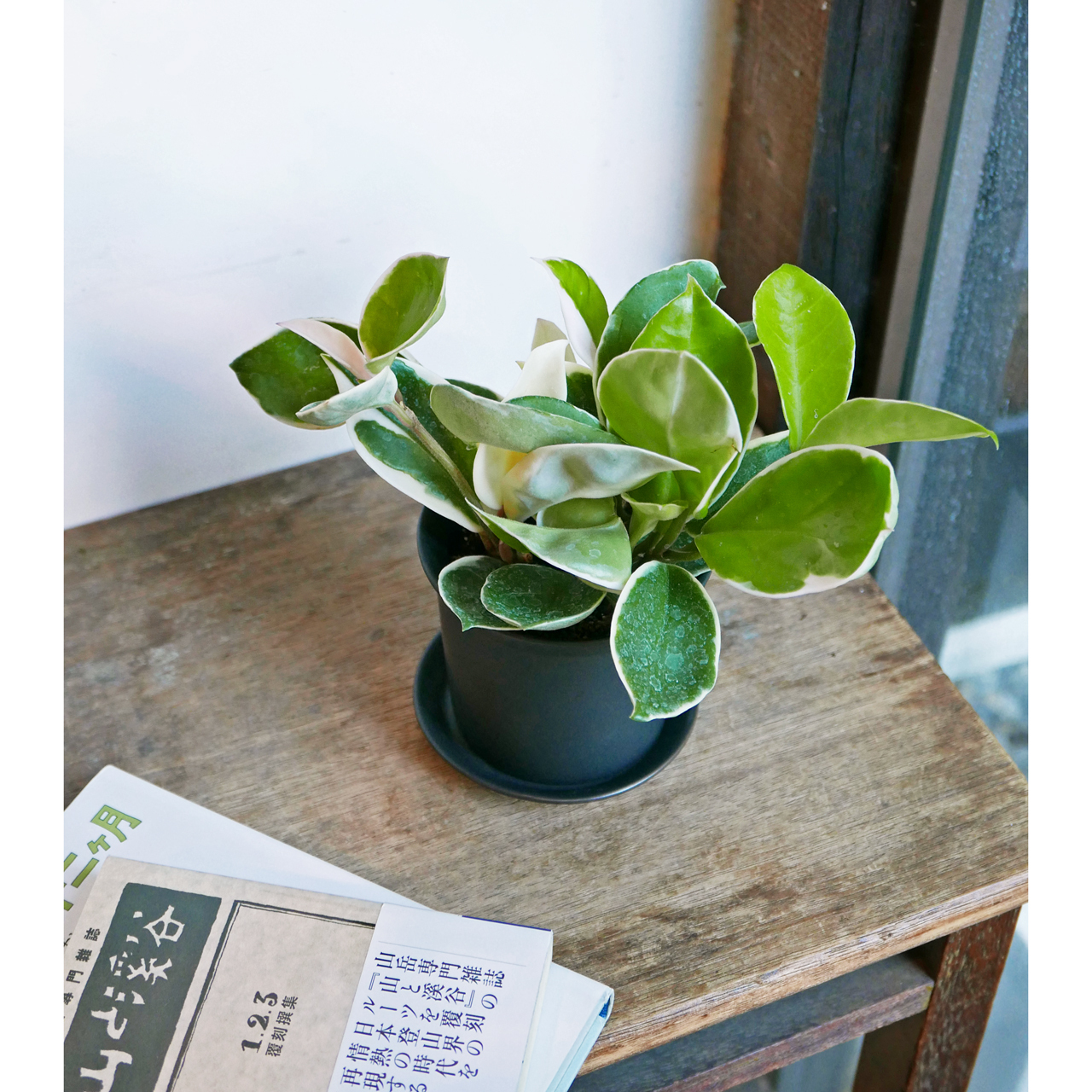 ホヤ カルノーサ リップカラー Neo Green