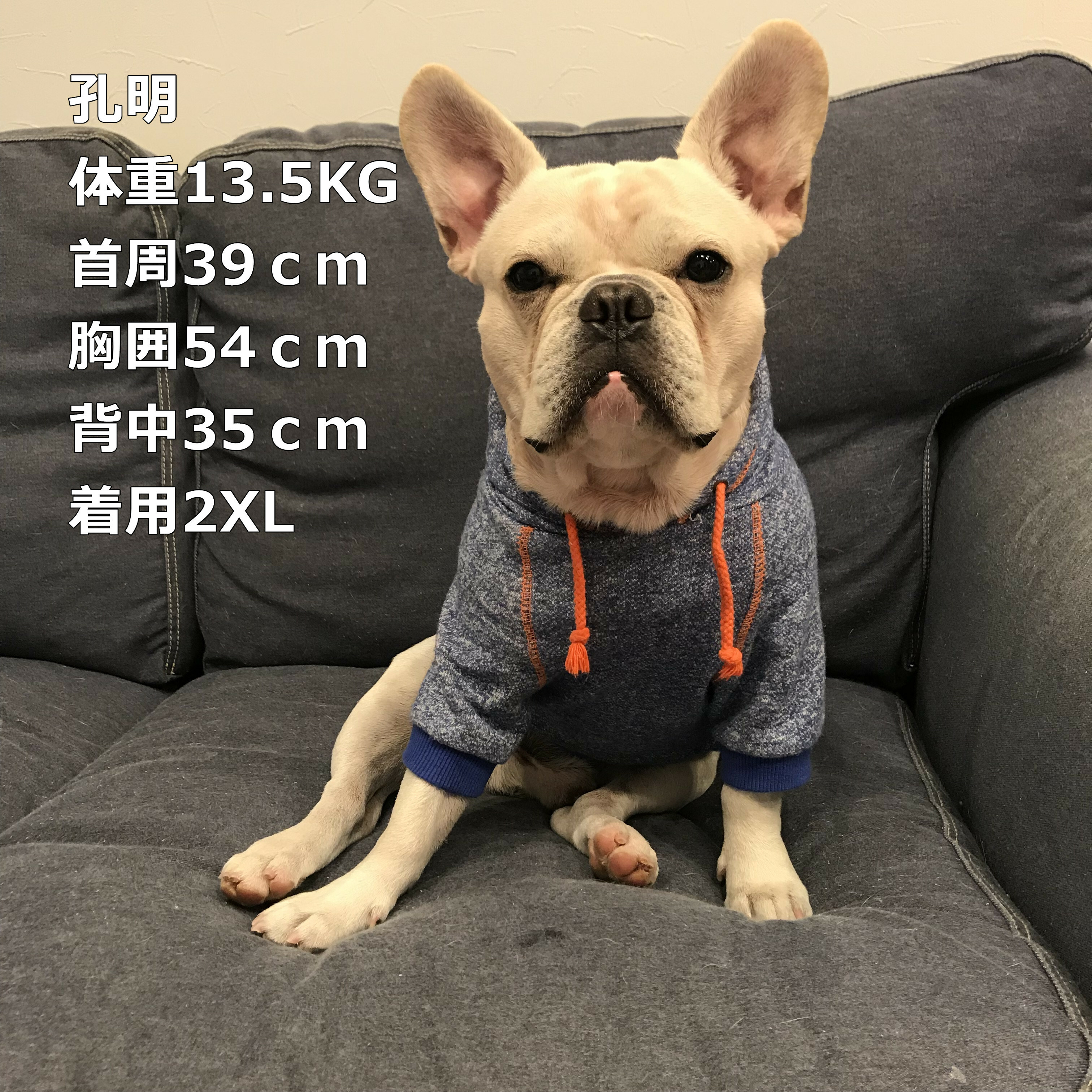 Km047tsフレブル タンクトップ フード付き フレンチブルドック パク 犬服 ドックウェア Dearkm フレンチブルドック孔明