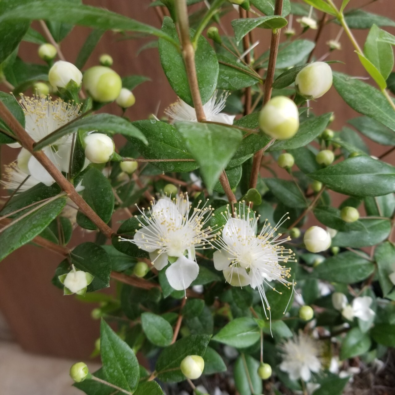 一点もの ギンバイカ 庭木 ハーブ マートル ハーブ おすすめ ギフト 植物 ギフト 祝いの木 フラワーギフト専門店 Conoka Online Shop お花や観葉植物で記念日を彩る