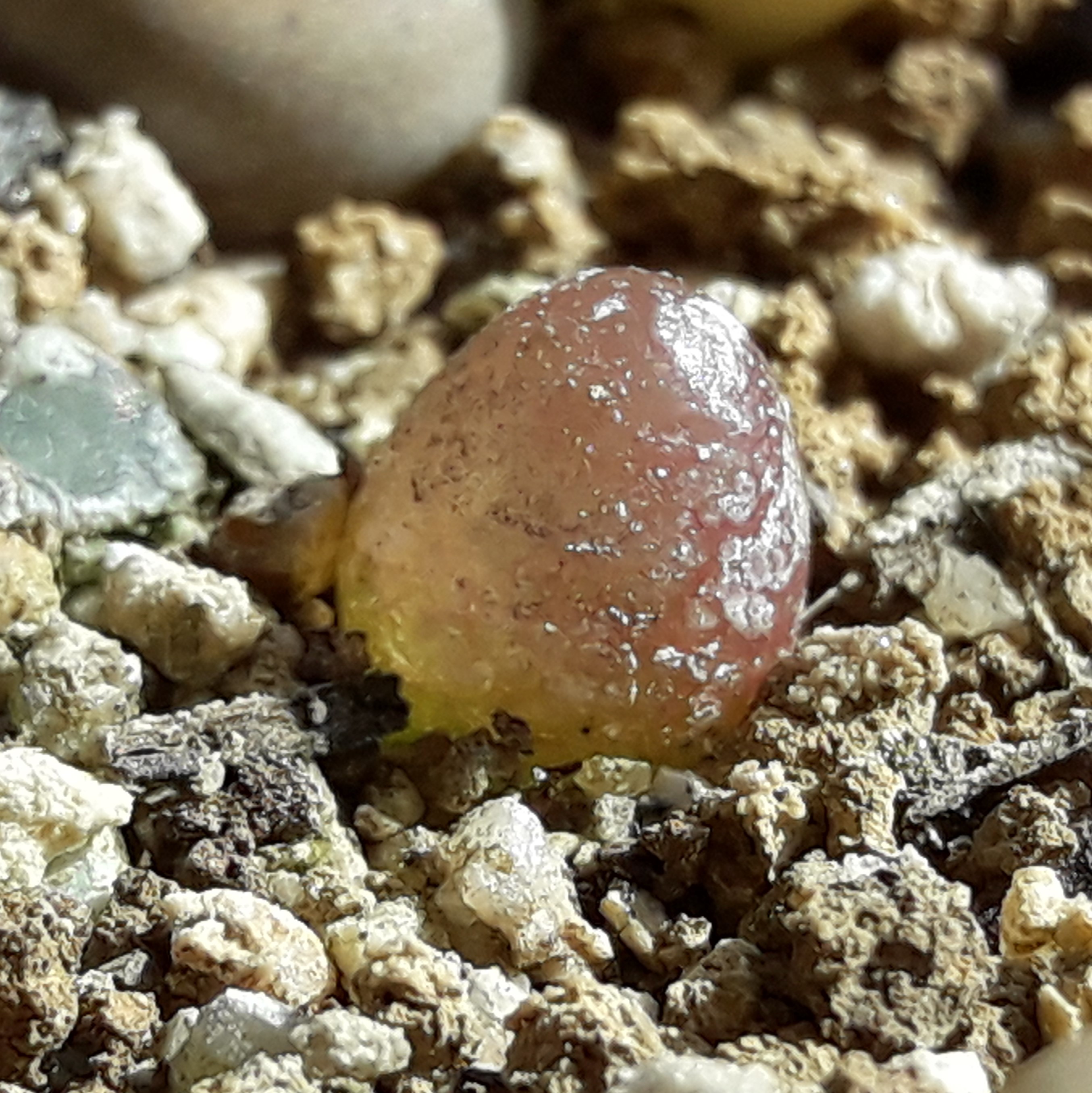 コノフィツムブルゲリ種子10粒 リトープスぷりん