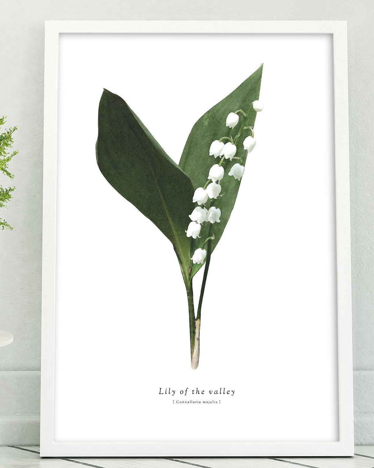 Images Of Lily Of The Valley Japaneseclass Jp