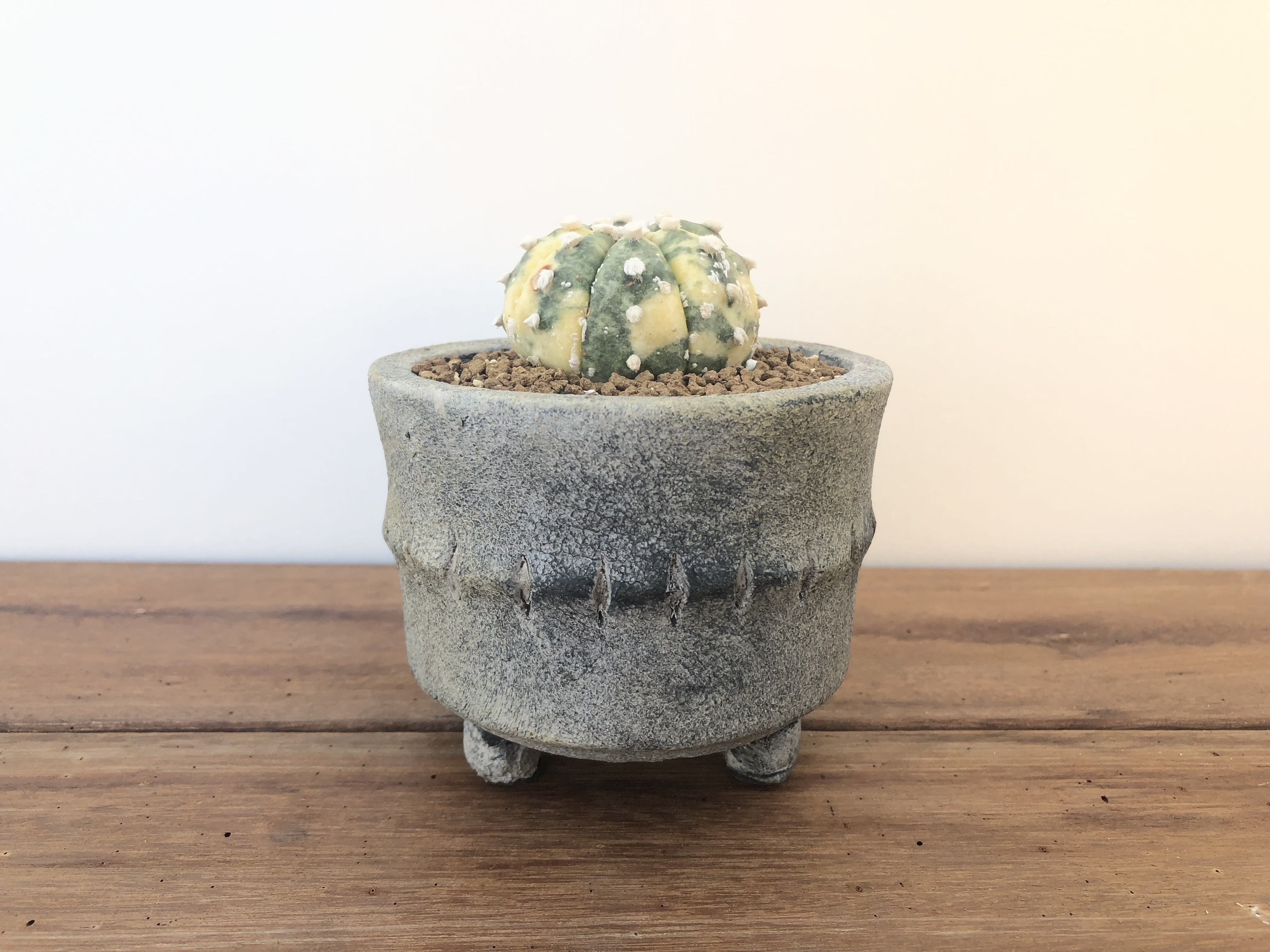 Astrophytum Asterias 兜丸 サボテン 兜丸錦 ミニ鉢 Plants Maru ー 多肉植物 サボテン 園芸グッズのお店 ー