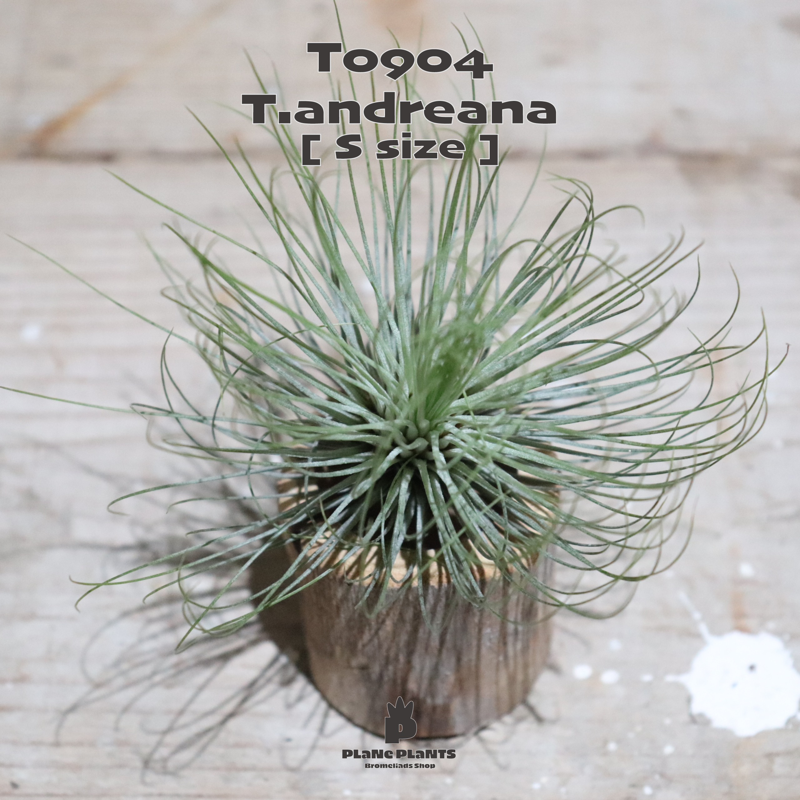 送料無料 アンドレアナ S エアプランツ 現品発送t0904 Plane Plants