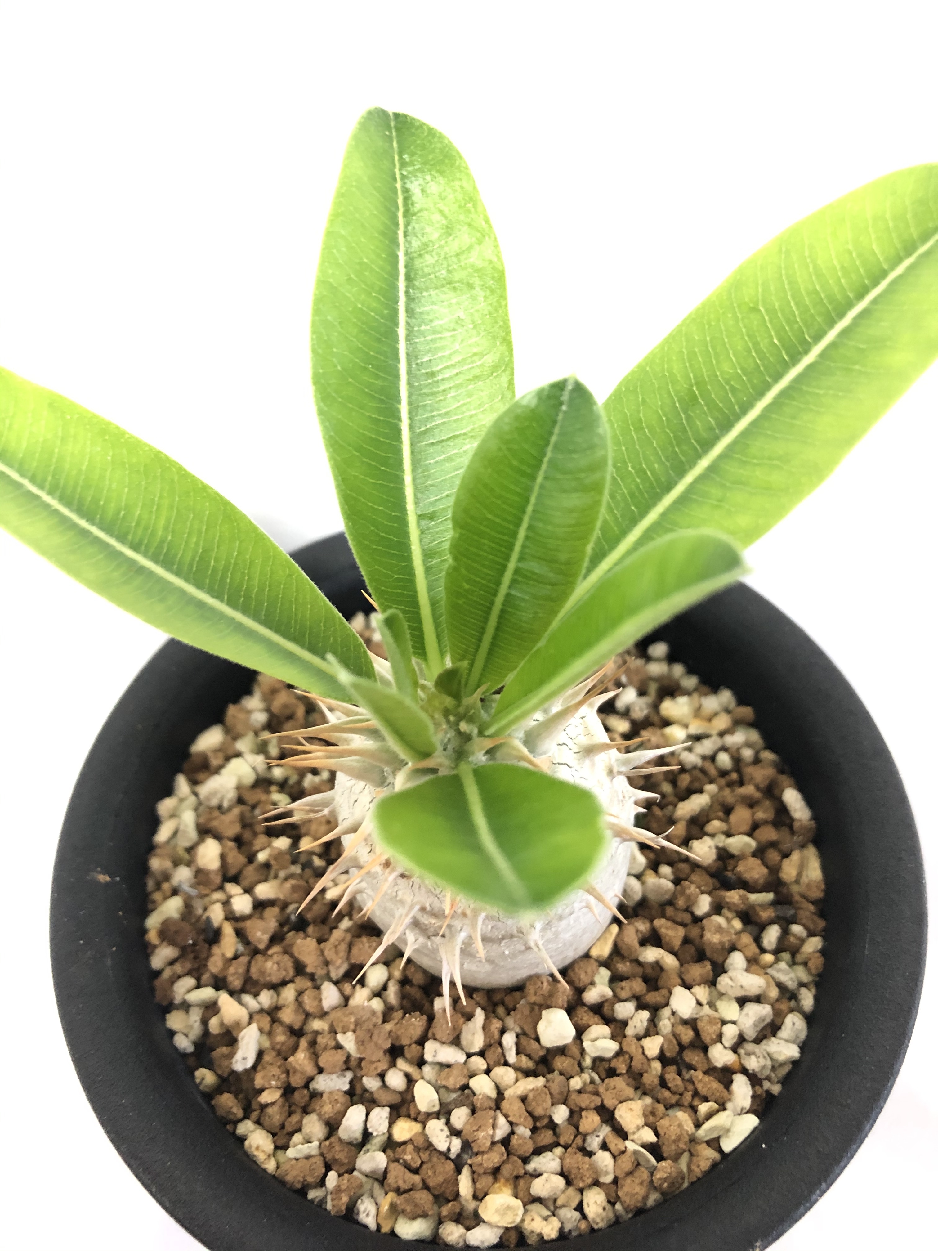 Pachypodium Densiflorum パキポディウム デンシフローラム シバ女王の玉櫛 塊根植物 コーデックス Plants Maru ー 多肉植物 サボテン 園芸グッズのお店 ー