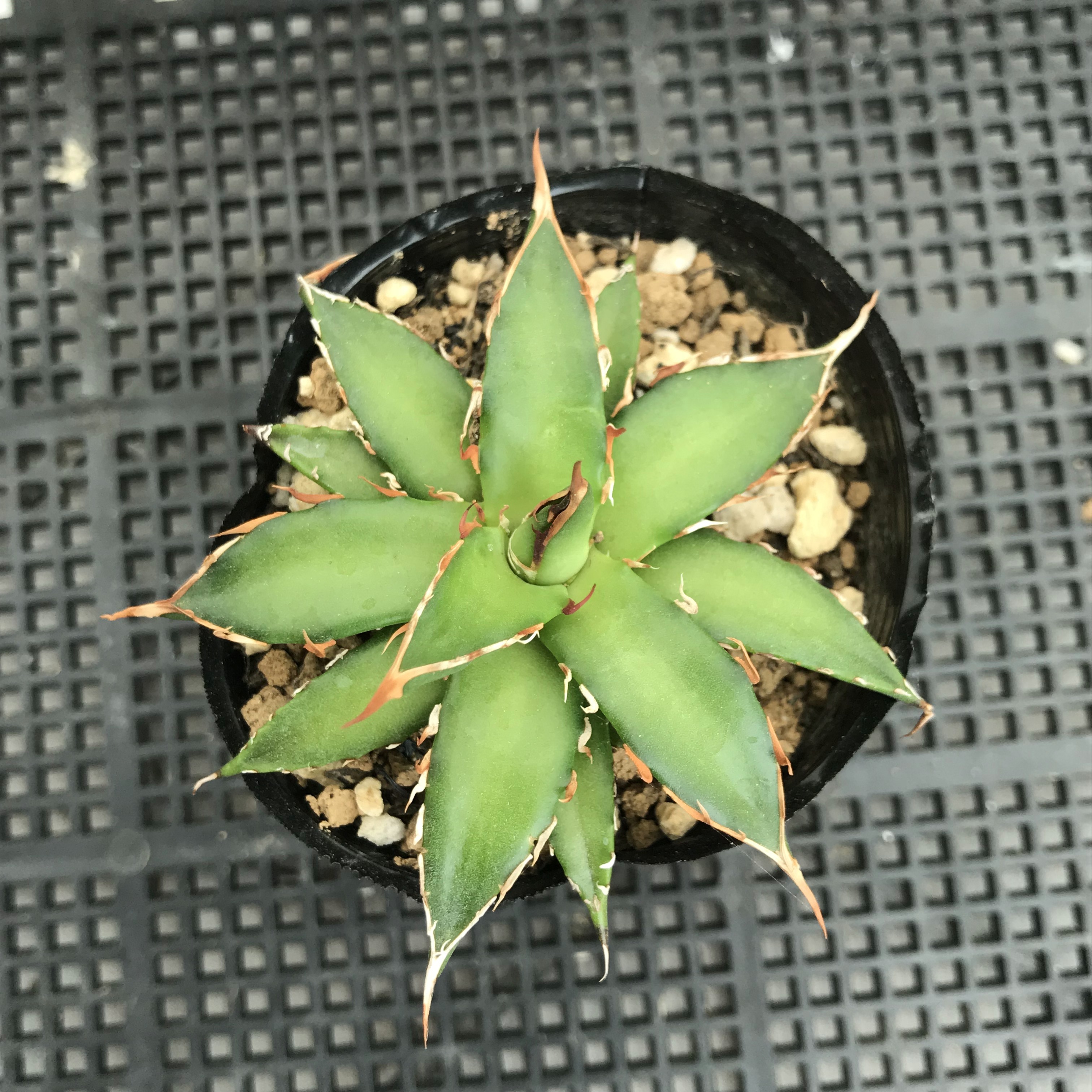 アガベ ホリダ ペロテンシス 輸入種子発芽苗 多肉アン