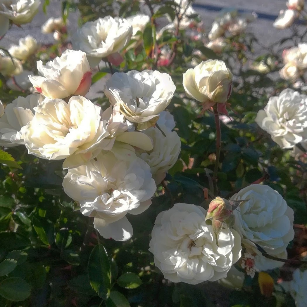 グリーンアイス 天空のバラ園 無農薬バラ苗 花苗 クレマチス ハーブ産直販売