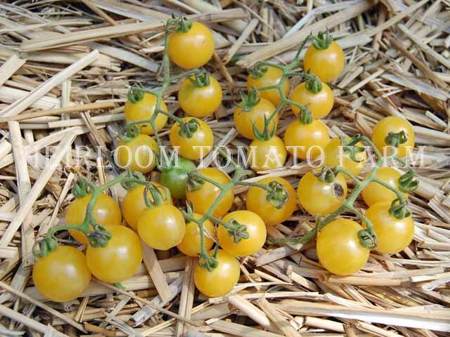 Heirloom Tomato White Currant Mini Blanche エアル ム トマト ホワイト カラント 原種系 原種トマト Heirloom Tomato Farm