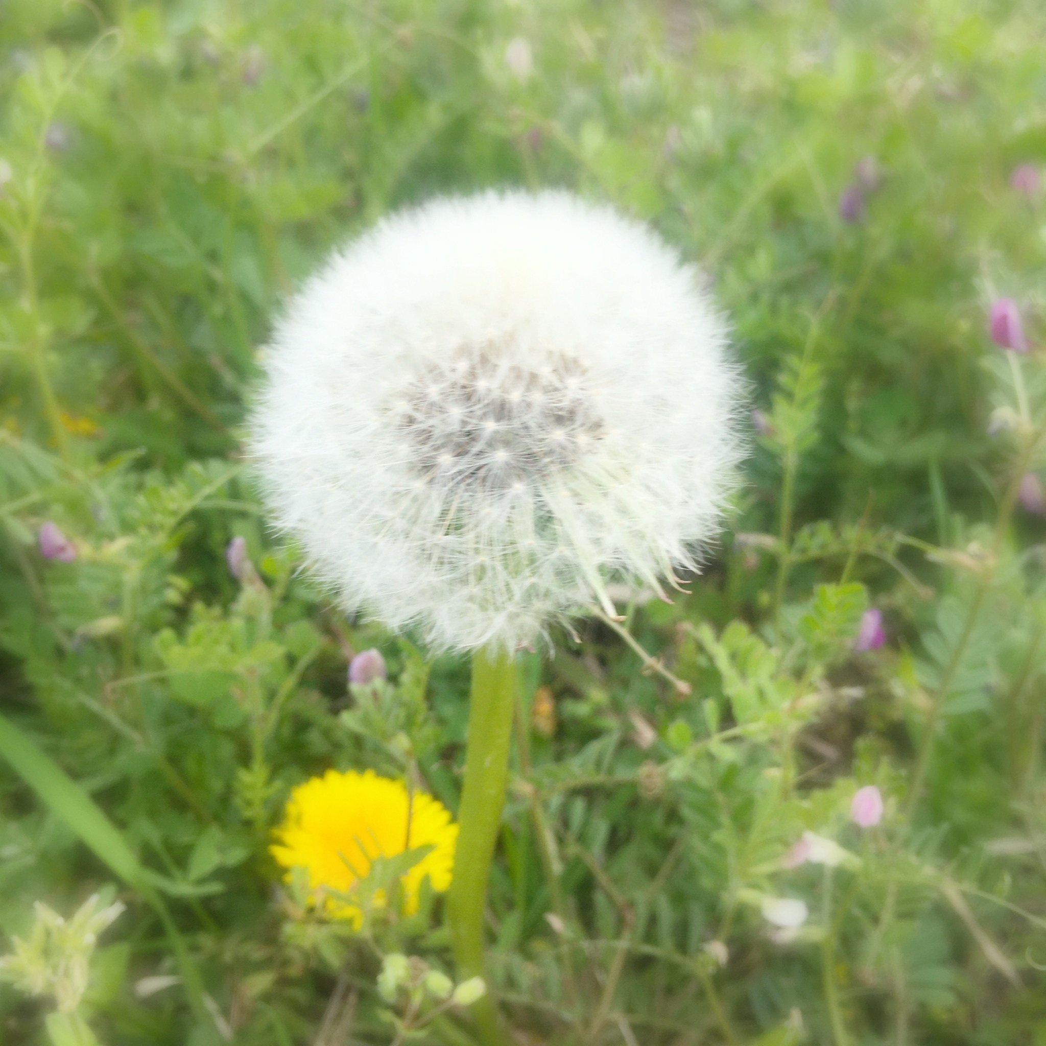 タンポポ綿毛ドライフラワー 21年版 個数限定販売 送料定額 グラスママン